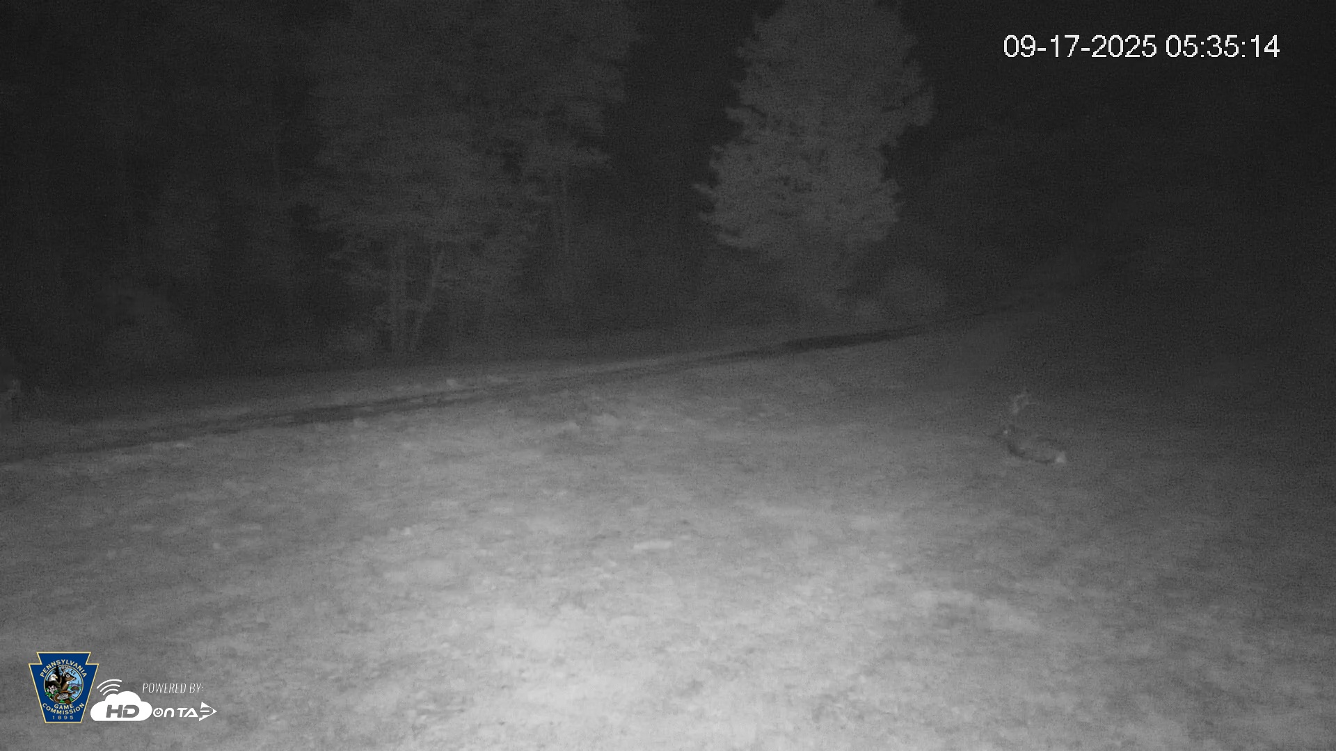 Snapshot of Pennsylvania Elk Live Webcam taken Sep 17, 2025, 5:35am EDT