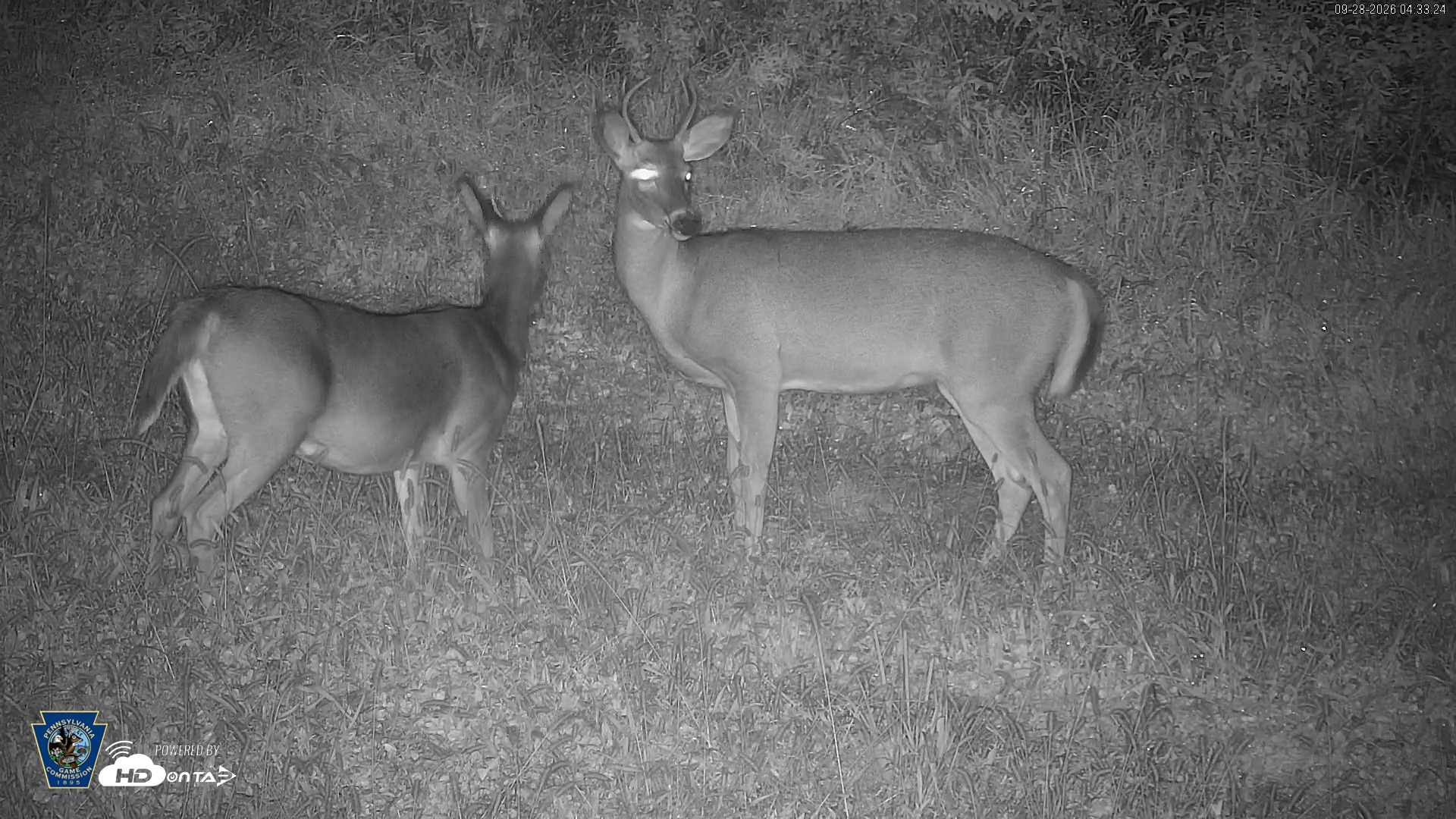 Snapshot of Pennsylvania Elk Live Webcam taken Sep 28, 2026, 4:34am EDT