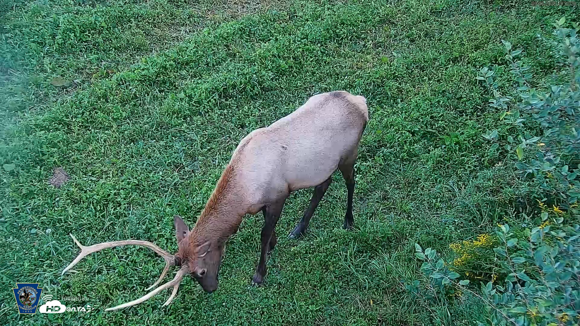 Snapshot of Pennsylvania Elk Live Webcam taken Sep 6, 2026, 7:34pm EDT