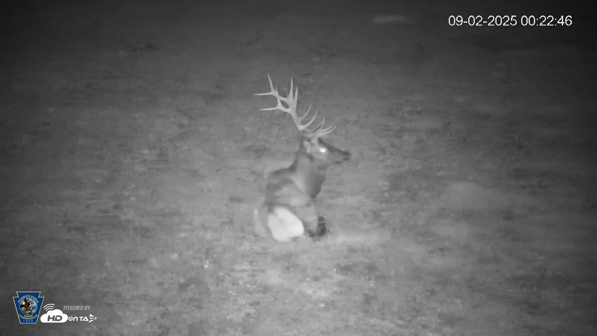 Snapshot of Pennsylvania Elk Live Webcam taken Sep 2, 2025, 12:23am EDT