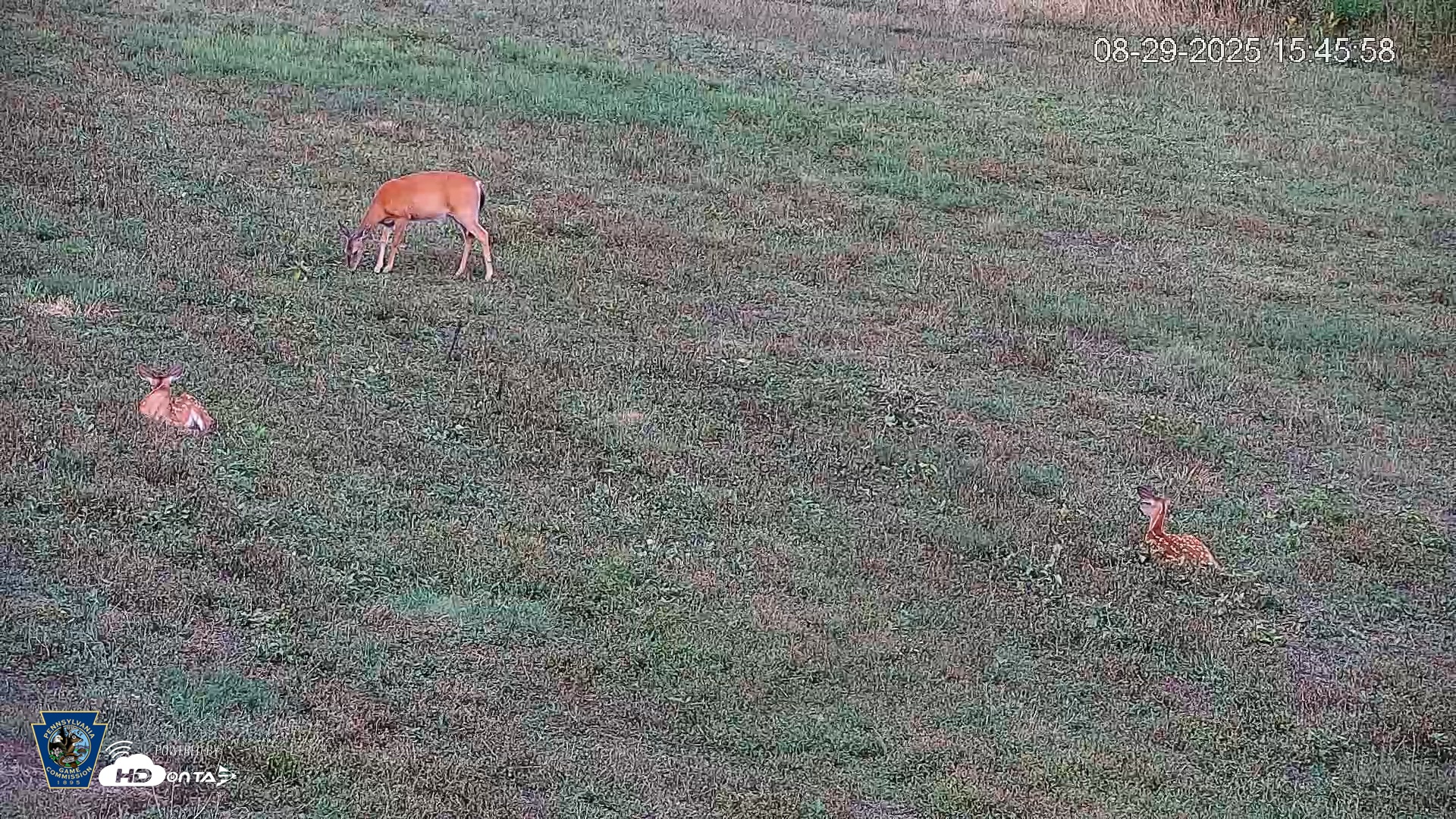 Snapshot of Pennsylvania Elk Live Webcam taken Aug 29, 2025, 3:46pm EDT