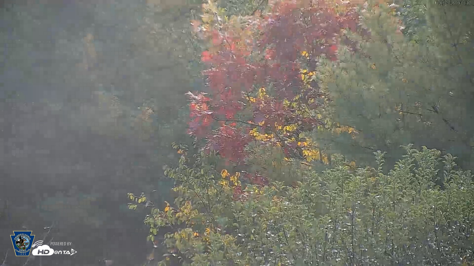 Snapshot of Pennsylvania Elk Live Webcam taken Oct 3, 2026, 9:01am EDT