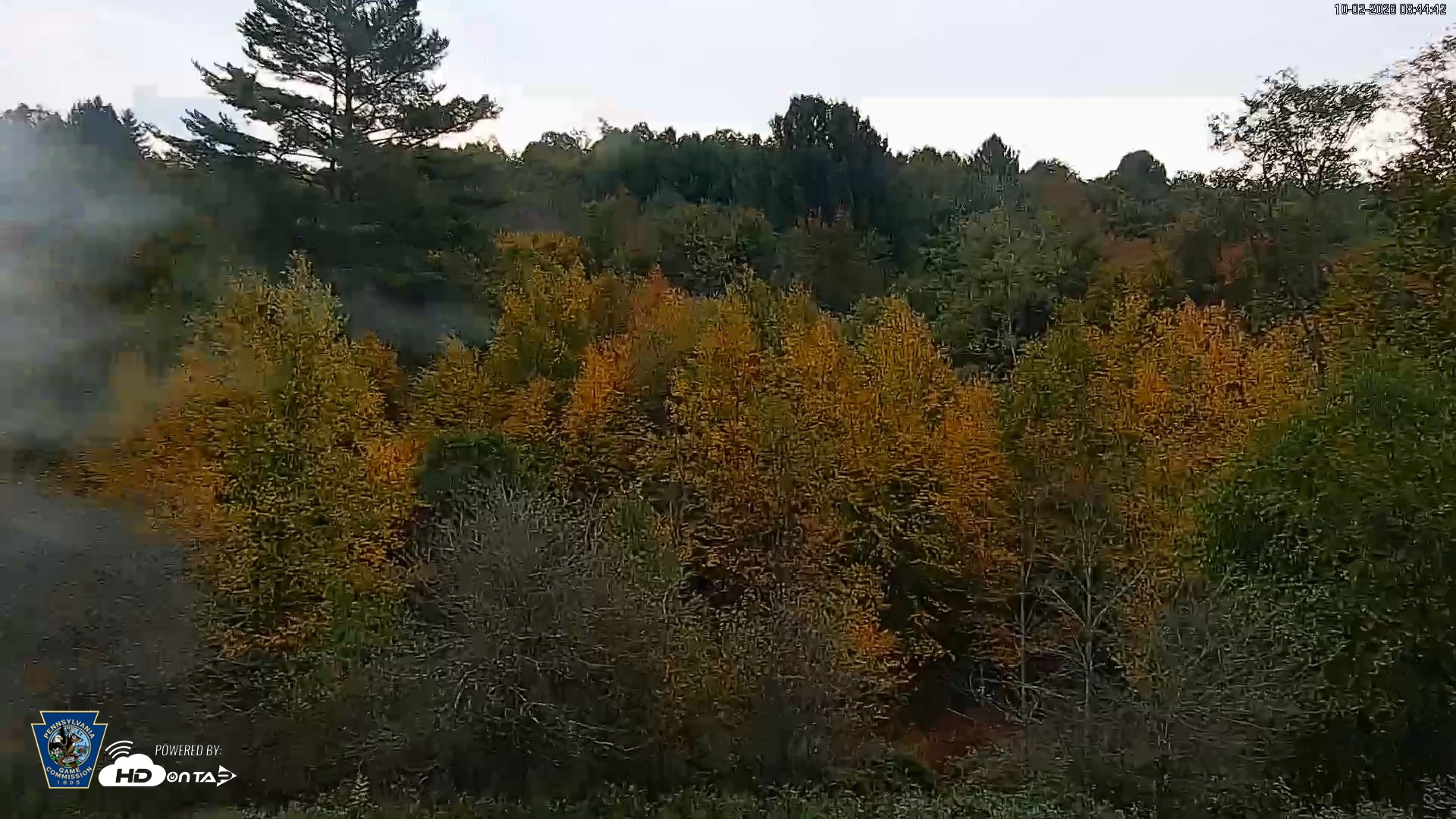 Snapshot of Pennsylvania Elk Live Webcam taken Oct 2, 2026, 8:45am EDT