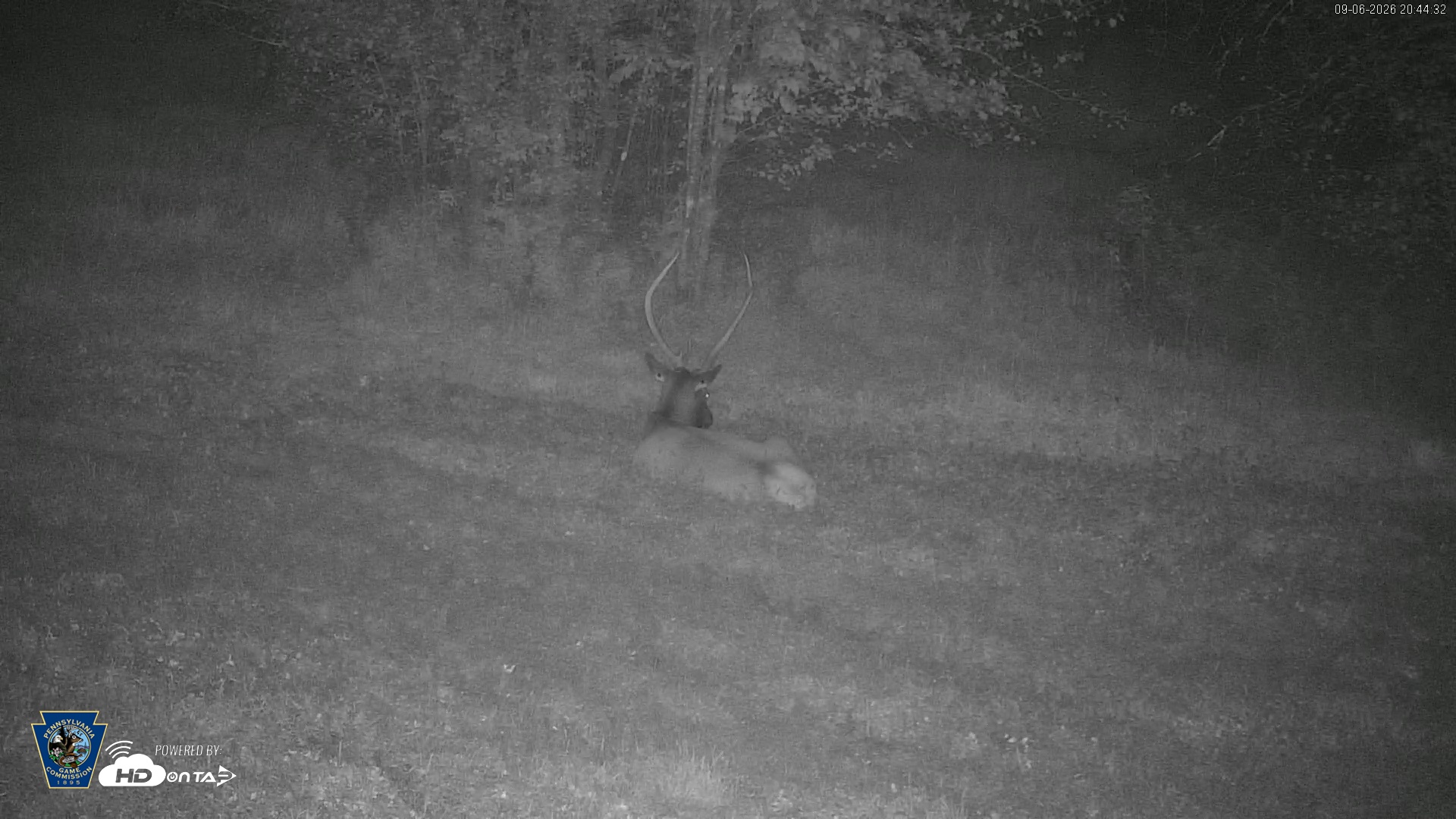 Snapshot of Pennsylvania Elk Live Webcam taken Sep 6, 2026, 8:45pm EDT