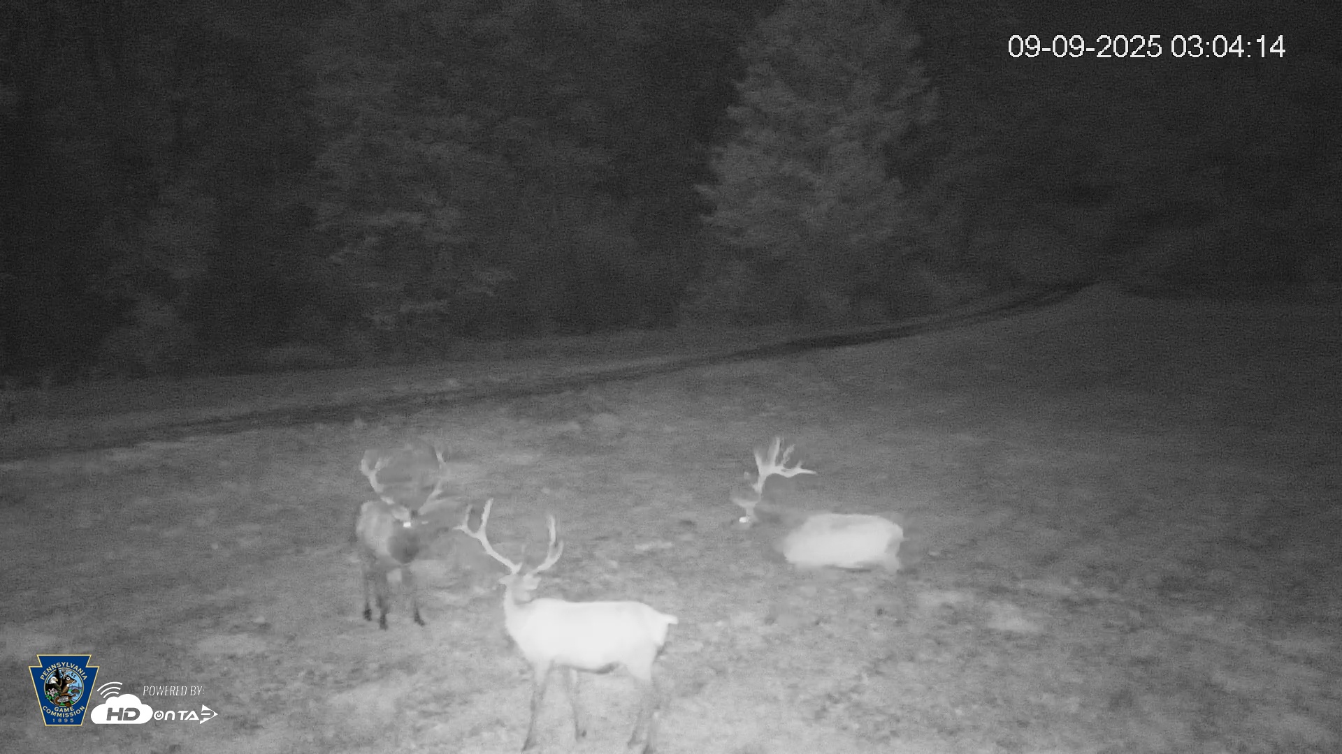 Snapshot of Pennsylvania Elk Live Webcam taken Sep 9, 2025, 3:04am EDT