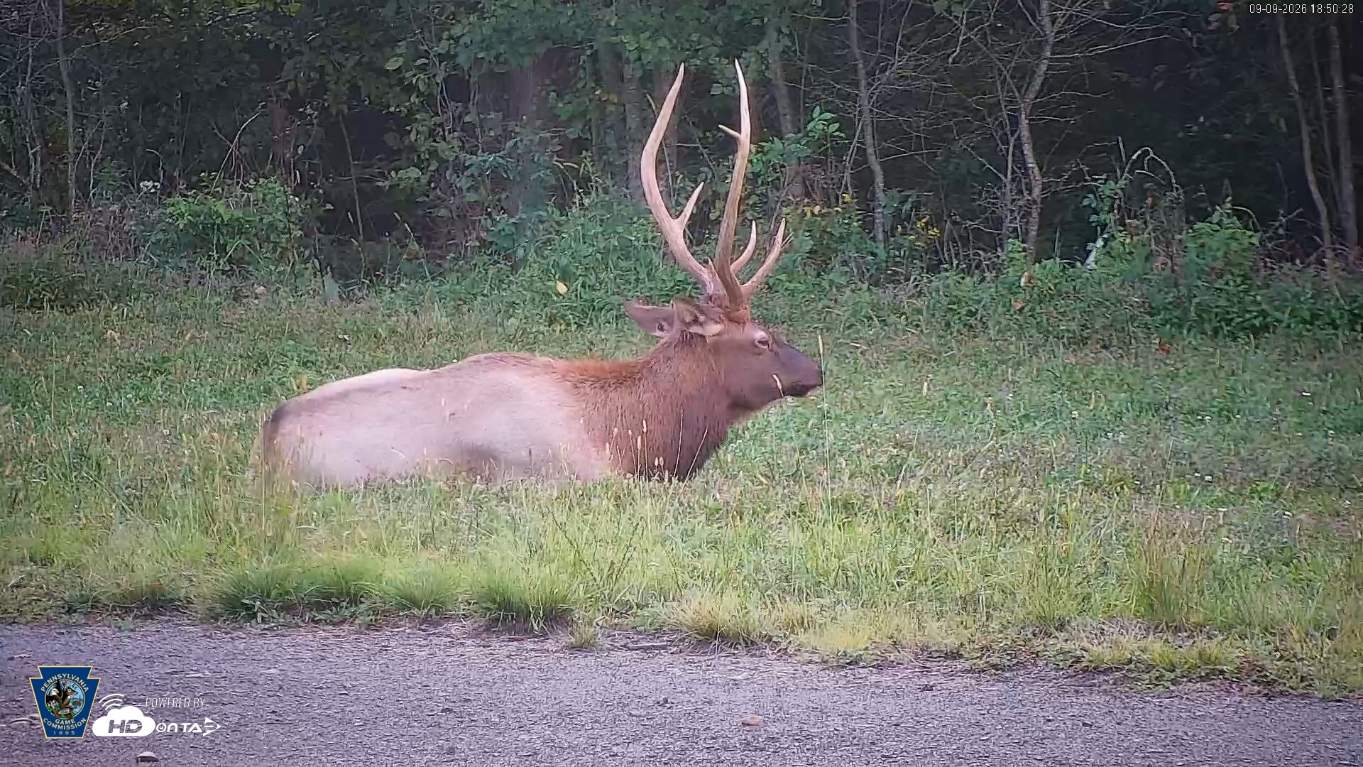 Snapshot of Pennsylvania Elk Live Webcam taken Sep 9, 2026, 6:51pm EDT