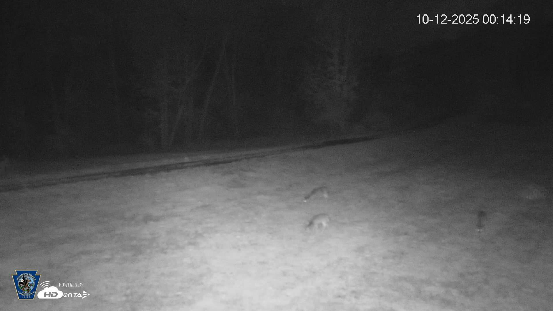 Snapshot of Pennsylvania Elk Live Webcam taken Oct 12, 2025, 12:15am EDT