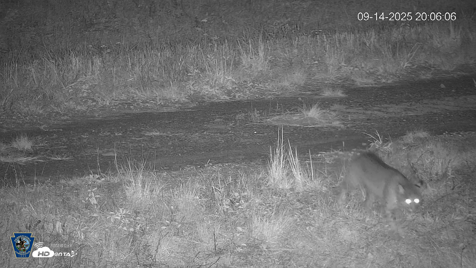 Snapshot of Pennsylvania Elk Live Webcam taken Sep 14, 2025, 8:07pm EDT