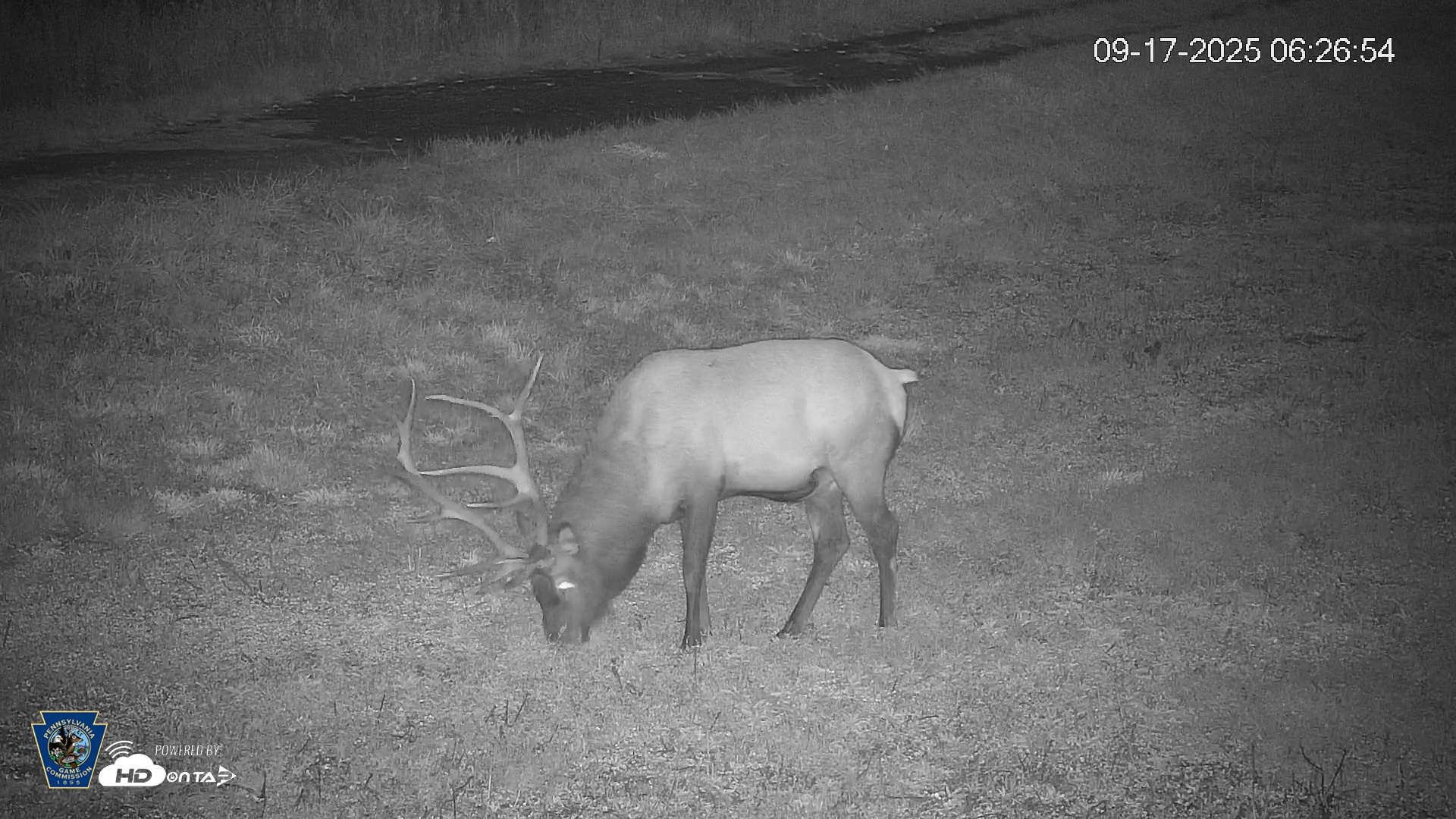 Snapshot of Pennsylvania Elk Live Webcam taken Sep 17, 2025, 6:27am EDT