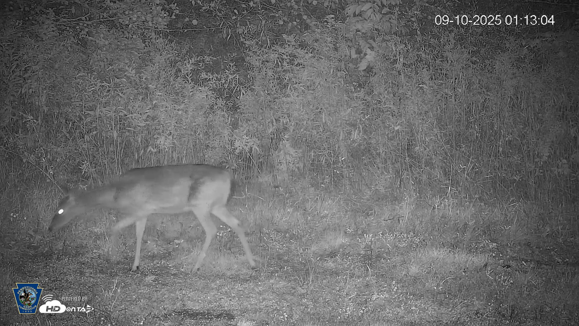 Snapshot of Pennsylvania Elk Live Webcam taken Sep 10, 2025, 1:13am EDT