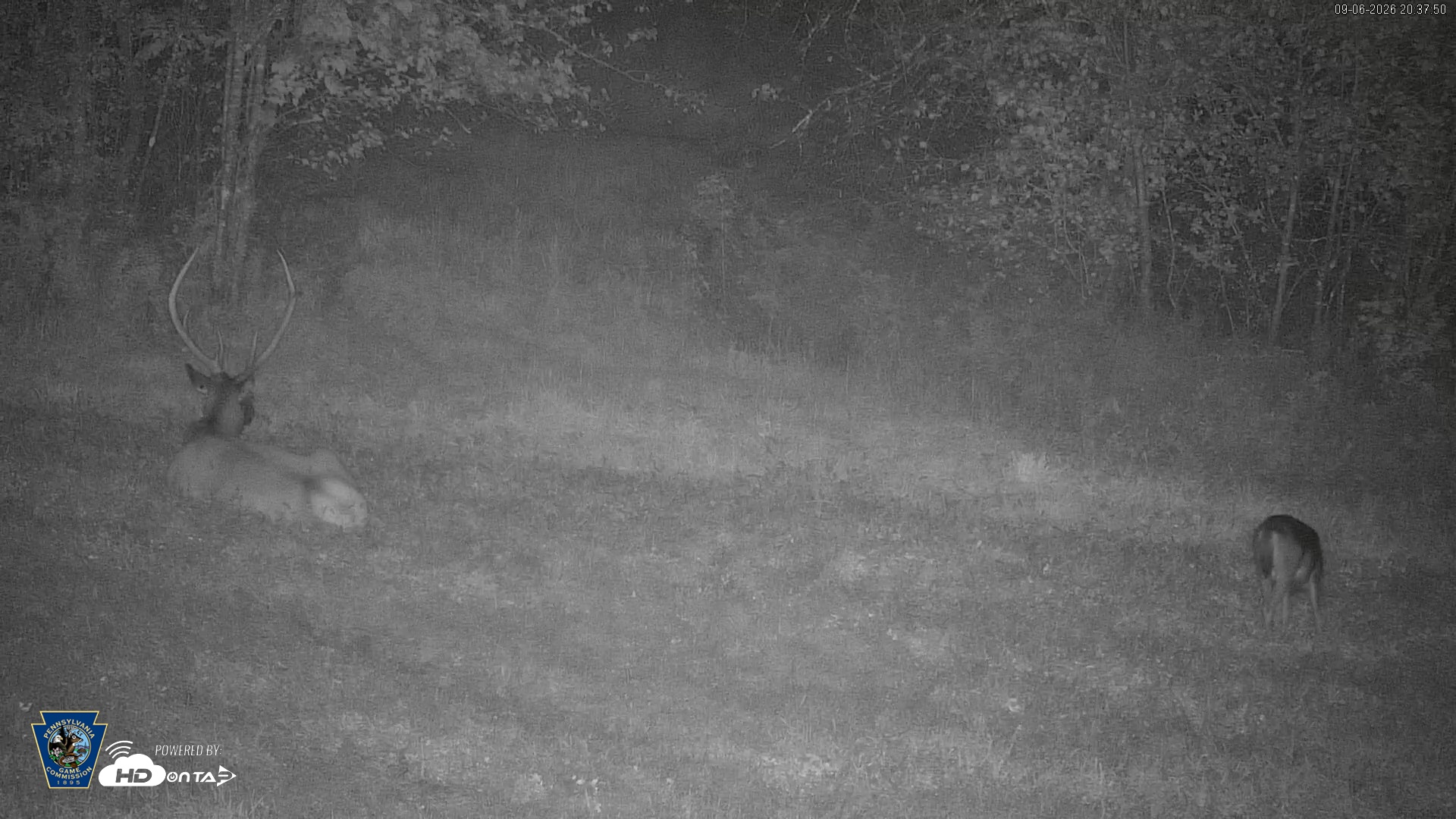 Snapshot of Pennsylvania Elk Live Webcam taken Sep 6, 2026, 8:38pm EDT