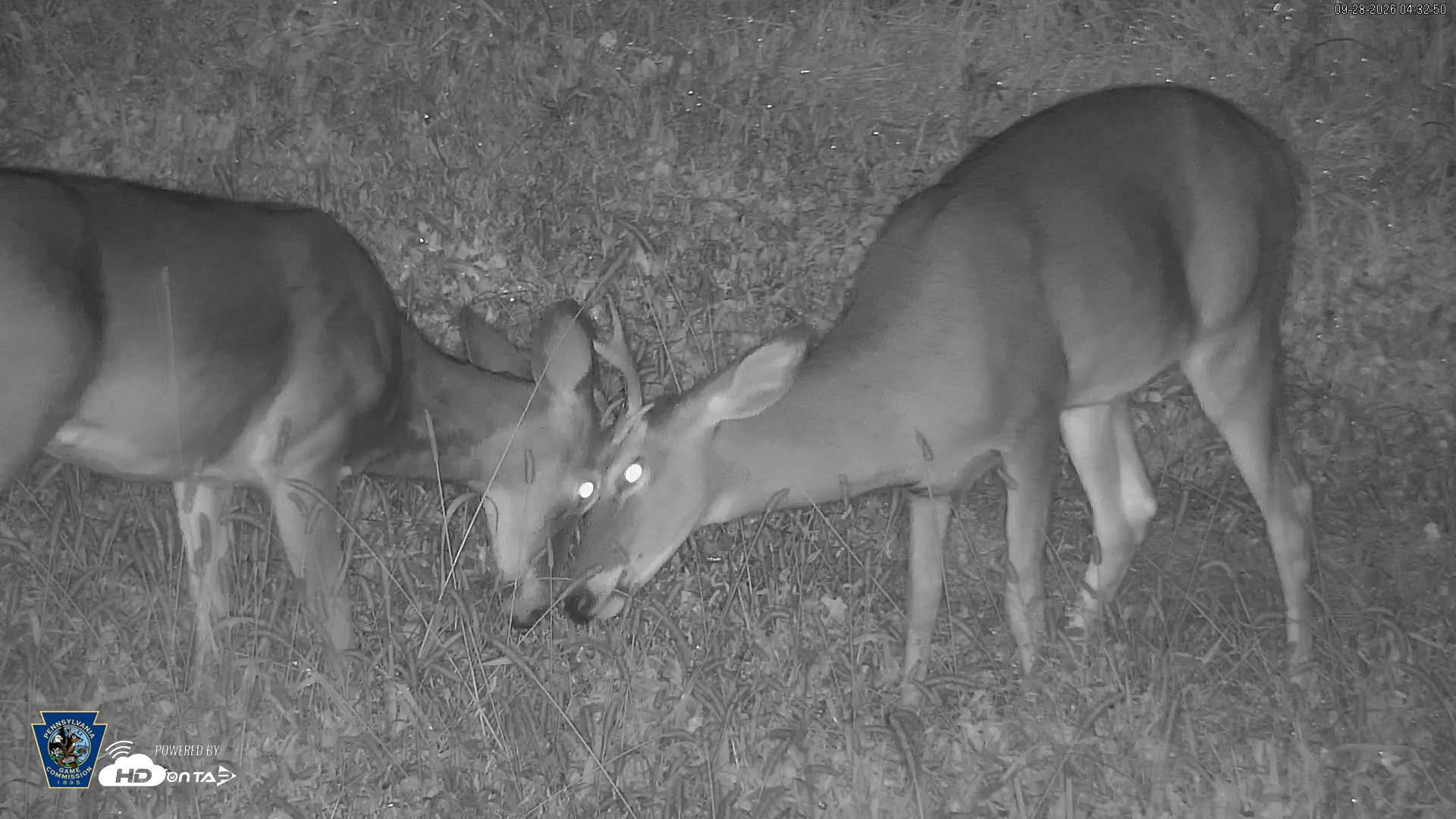 Snapshot of Pennsylvania Elk Live Webcam taken Sep 28, 2026, 4:33am EDT