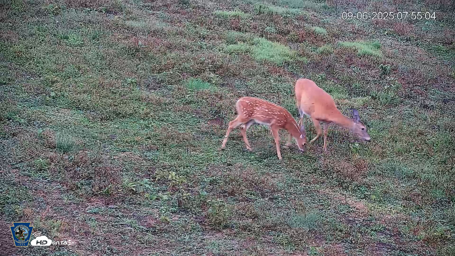 Snapshot of Pennsylvania Elk Live Webcam taken Sep 6, 2025, 7:55am EDT