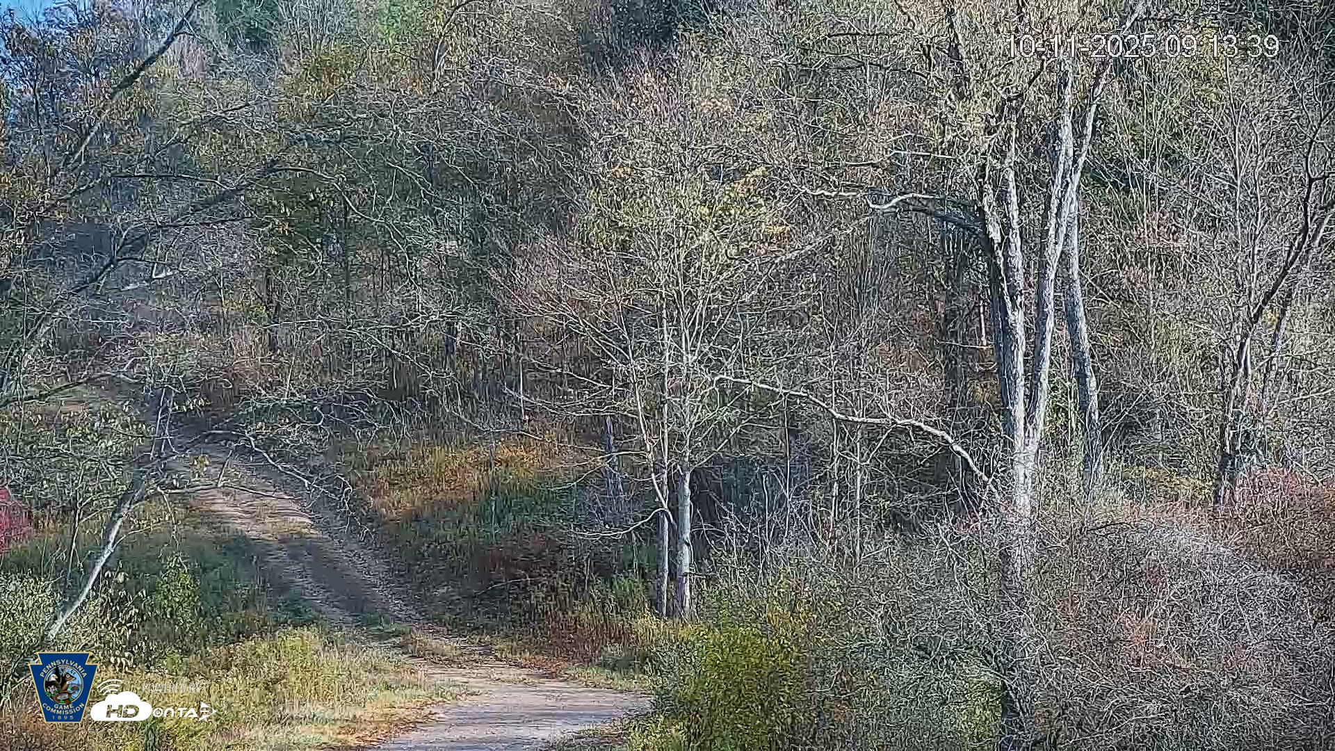 Snapshot of Pennsylvania Elk Live Webcam taken Oct 11, 2025, 9:14am EDT