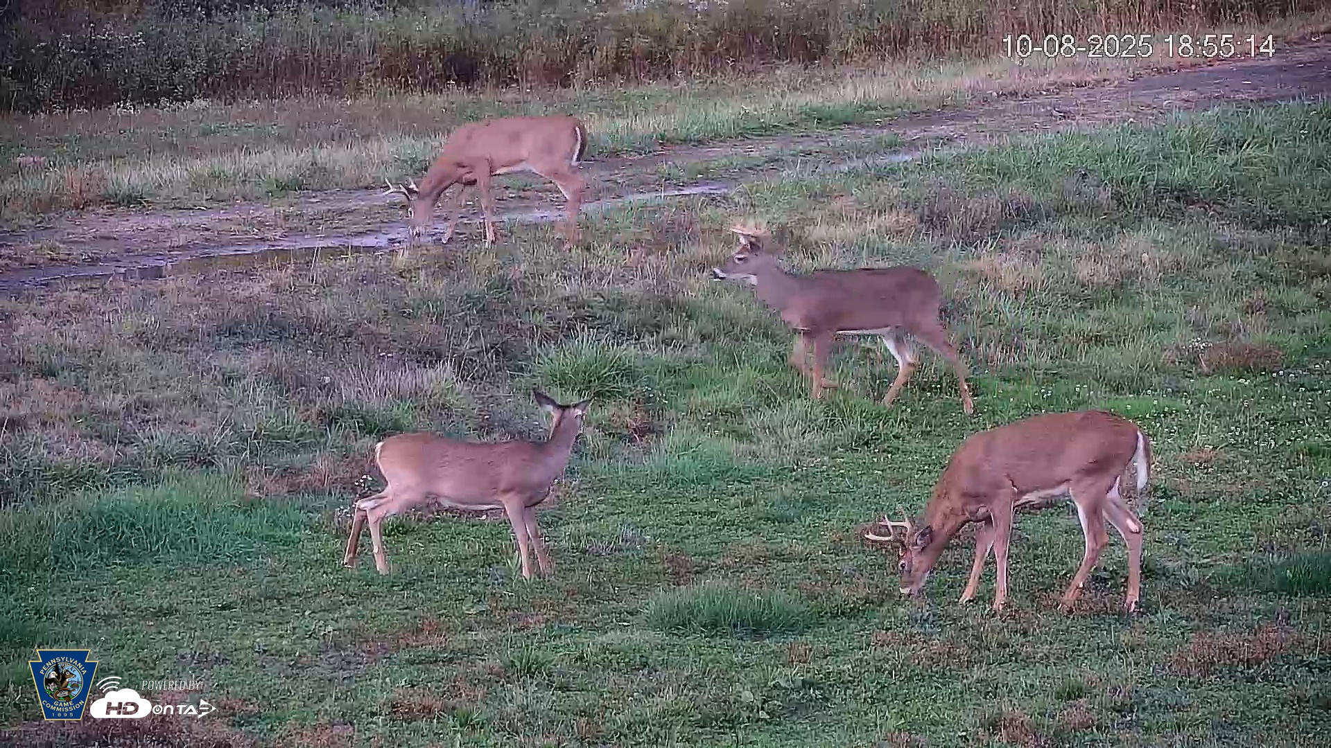 Snapshot of Pennsylvania Elk Live Webcam taken Oct 8, 2025, 6:56pm EDT