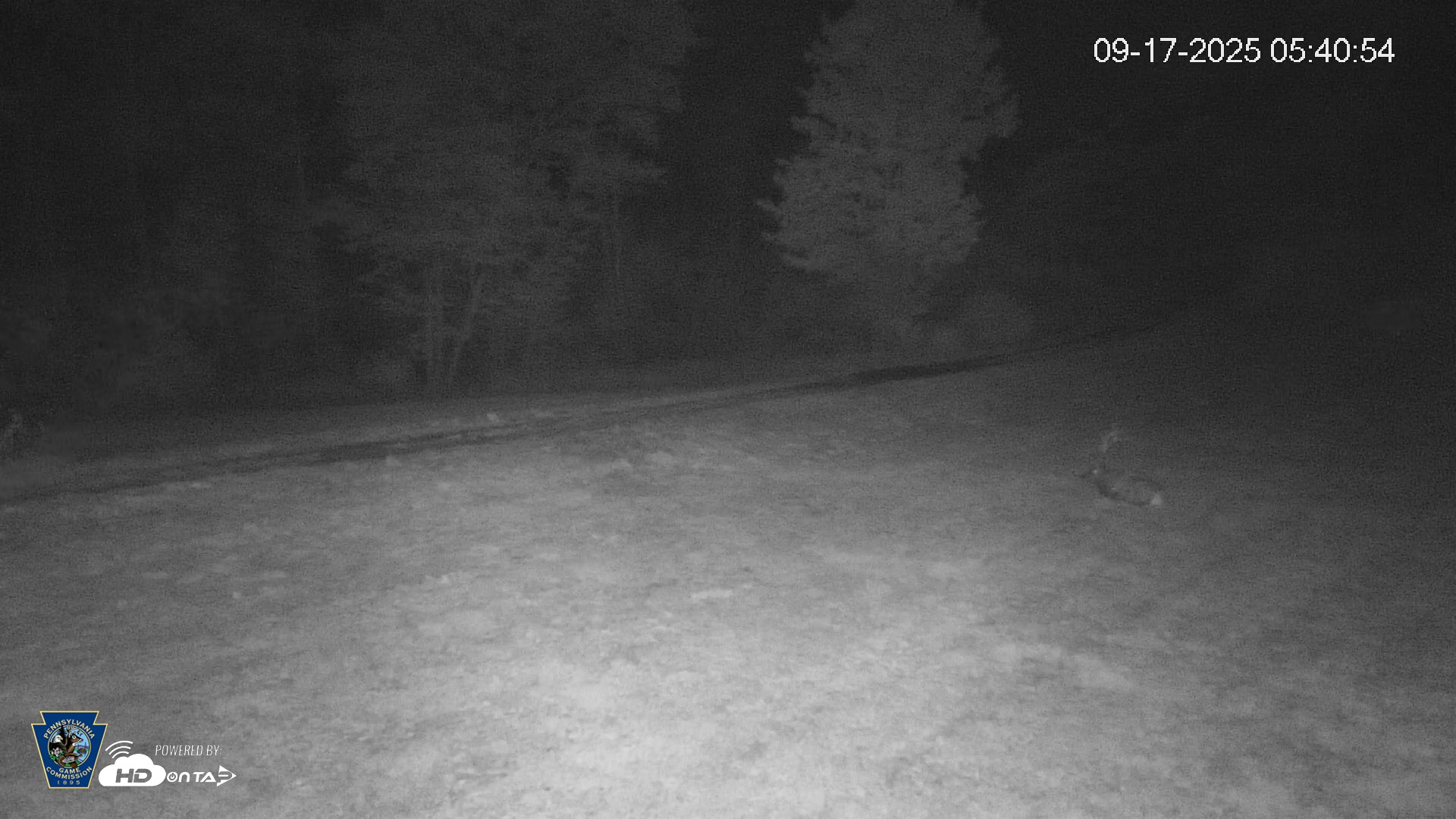 Snapshot of Pennsylvania Elk Live Webcam taken Sep 17, 2025, 5:41am EDT