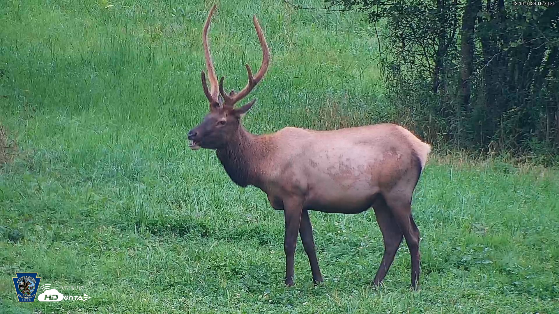 Snapshot of Pennsylvania Elk Live Webcam taken Aug 10, 2026, 7:31pm EDT