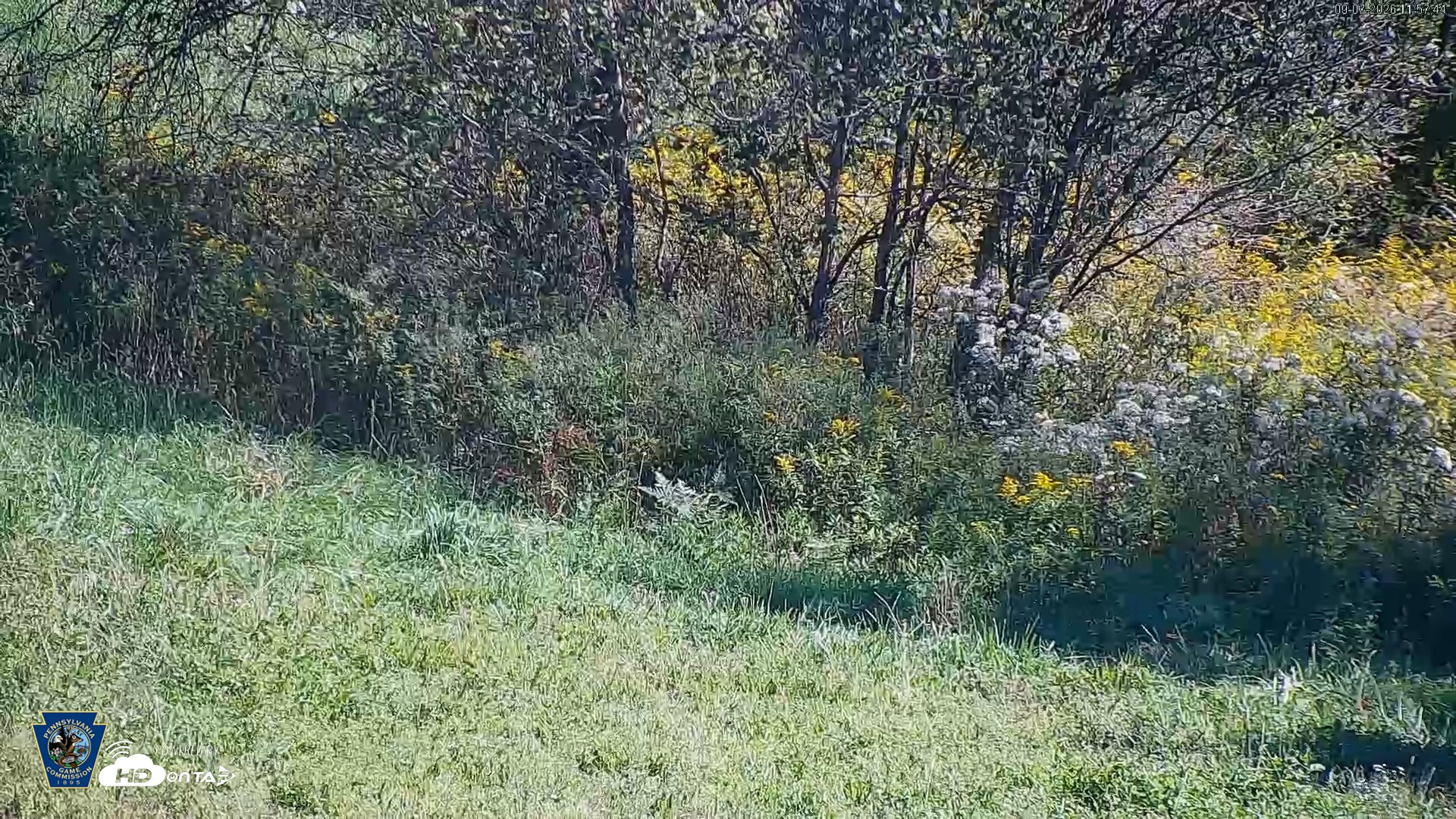Snapshot of Pennsylvania Elk Live Webcam taken Sep 7, 2026, 11:58am EDT