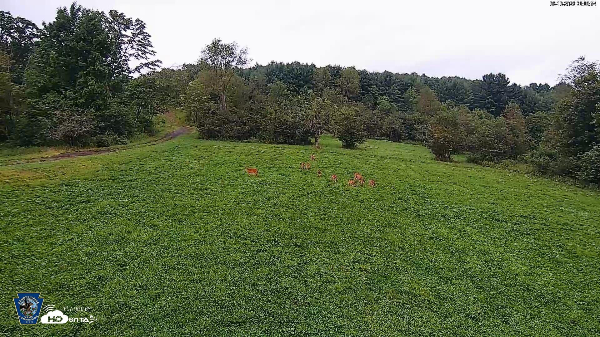 Snapshot of Pennsylvania Elk Live Webcam taken Aug 10, 2026, 8:00pm EDT