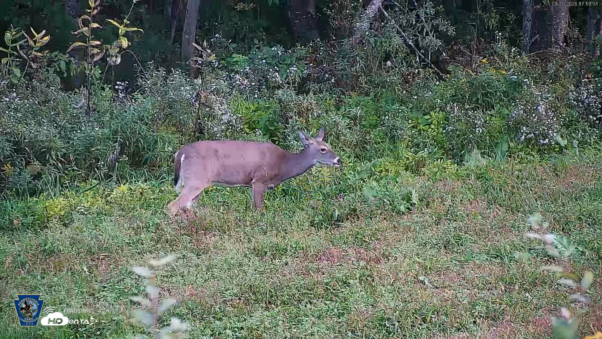 Snapshot of Pennsylvania Elk Live Webcam taken Sep 30, 2026, 5:20pm EDT