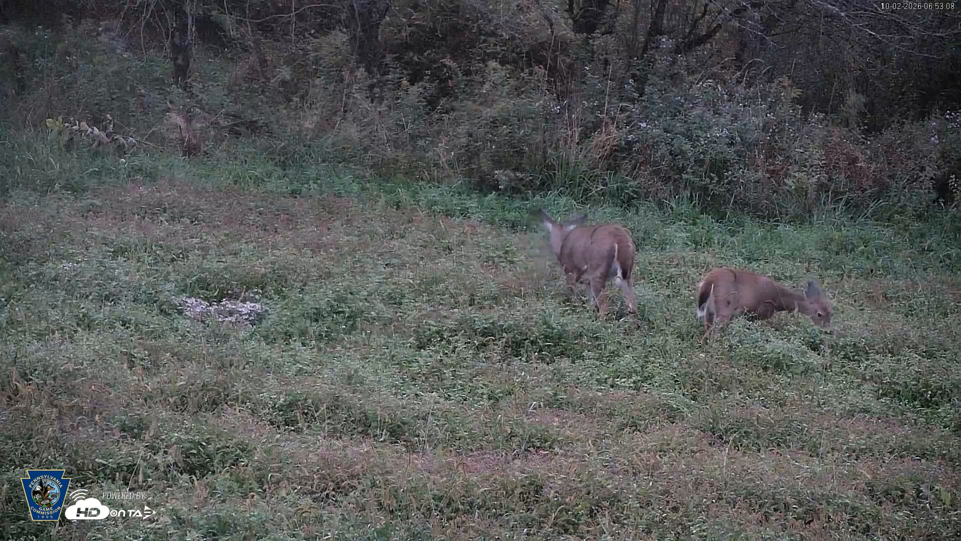 Snapshot of Pennsylvania Elk Live Webcam taken Oct 2, 2026, 6:54am EDT