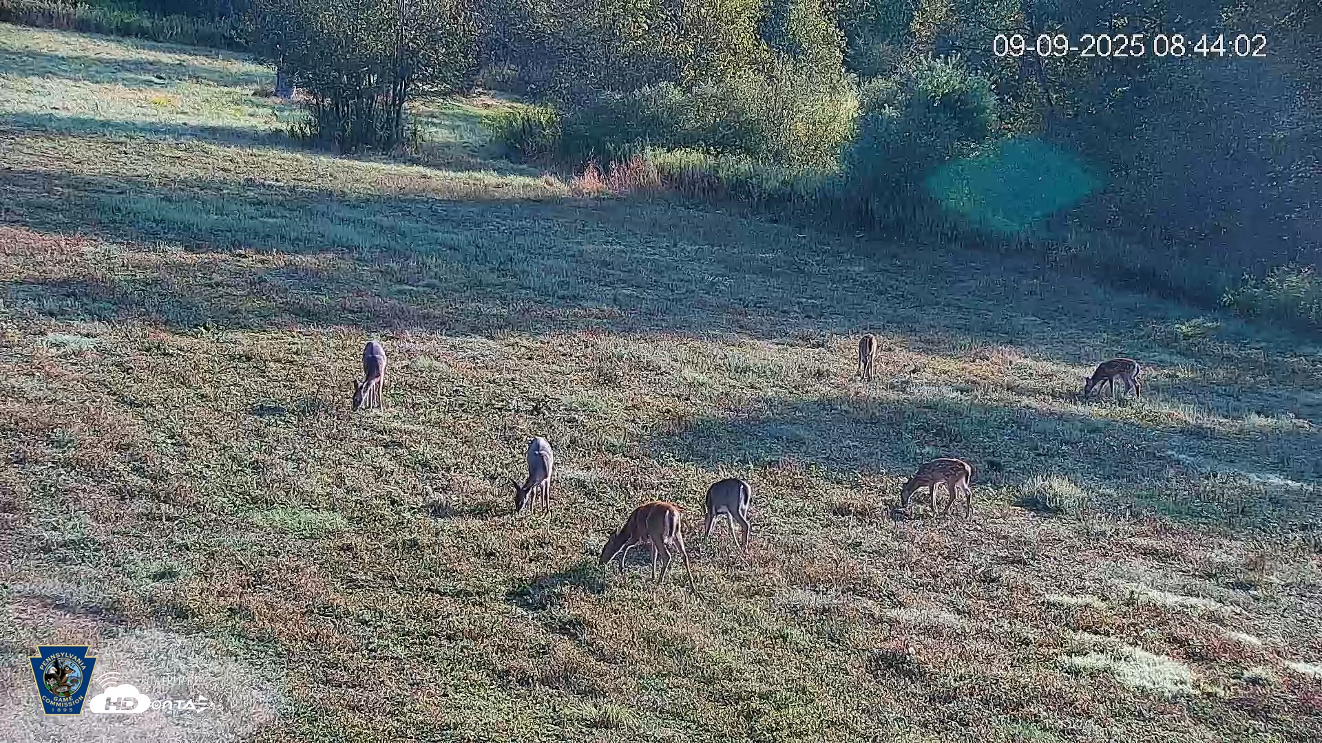 Snapshot of Pennsylvania Elk Live Webcam taken Sep 9, 2025, 8:44am EDT