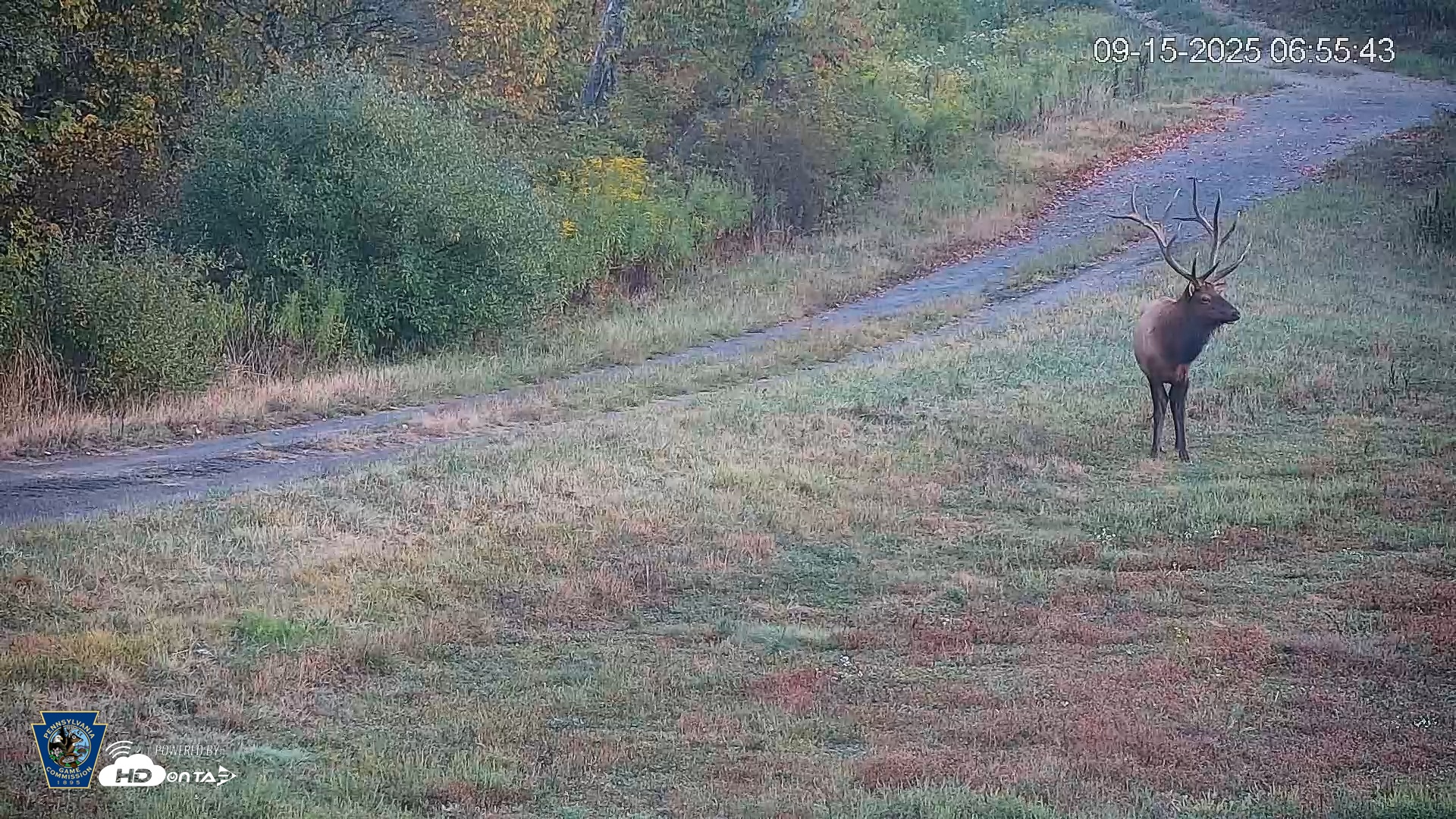 Snapshot of Pennsylvania Elk Live Webcam taken Sep 15, 2025, 6:56am EDT