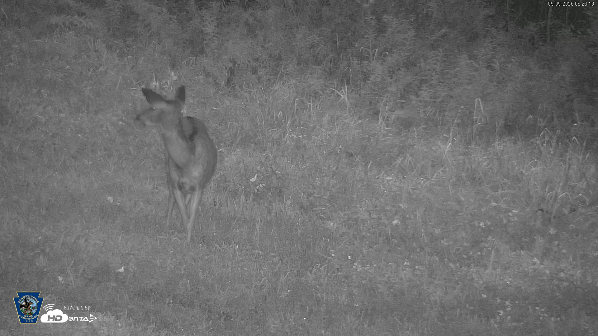 Snapshot of Pennsylvania Elk Live Webcam taken Sep 9, 2026, 6:24am EDT