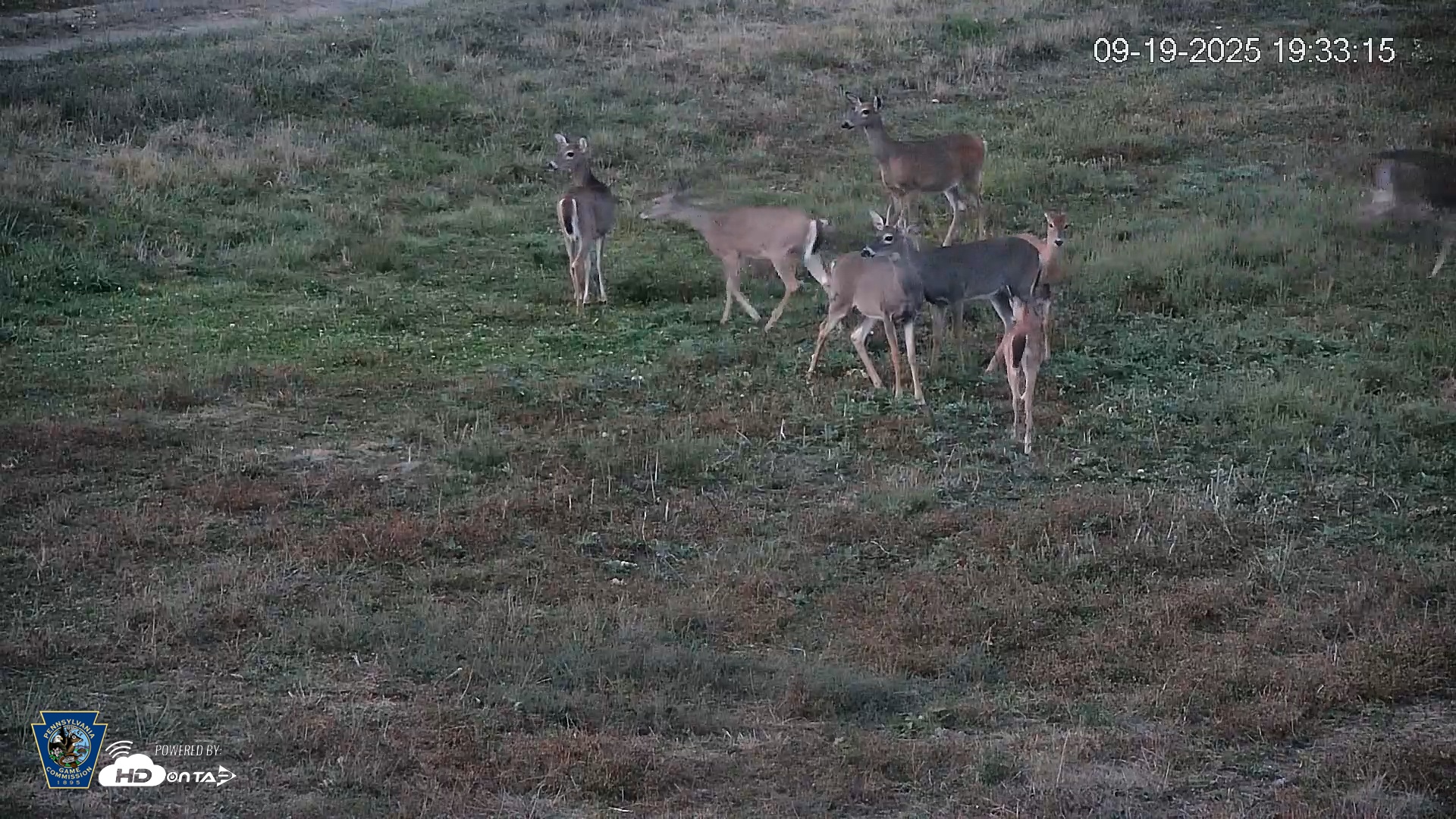 Snapshot of Pennsylvania Elk Live Webcam taken Sep 19, 2025, 7:33pm EDT