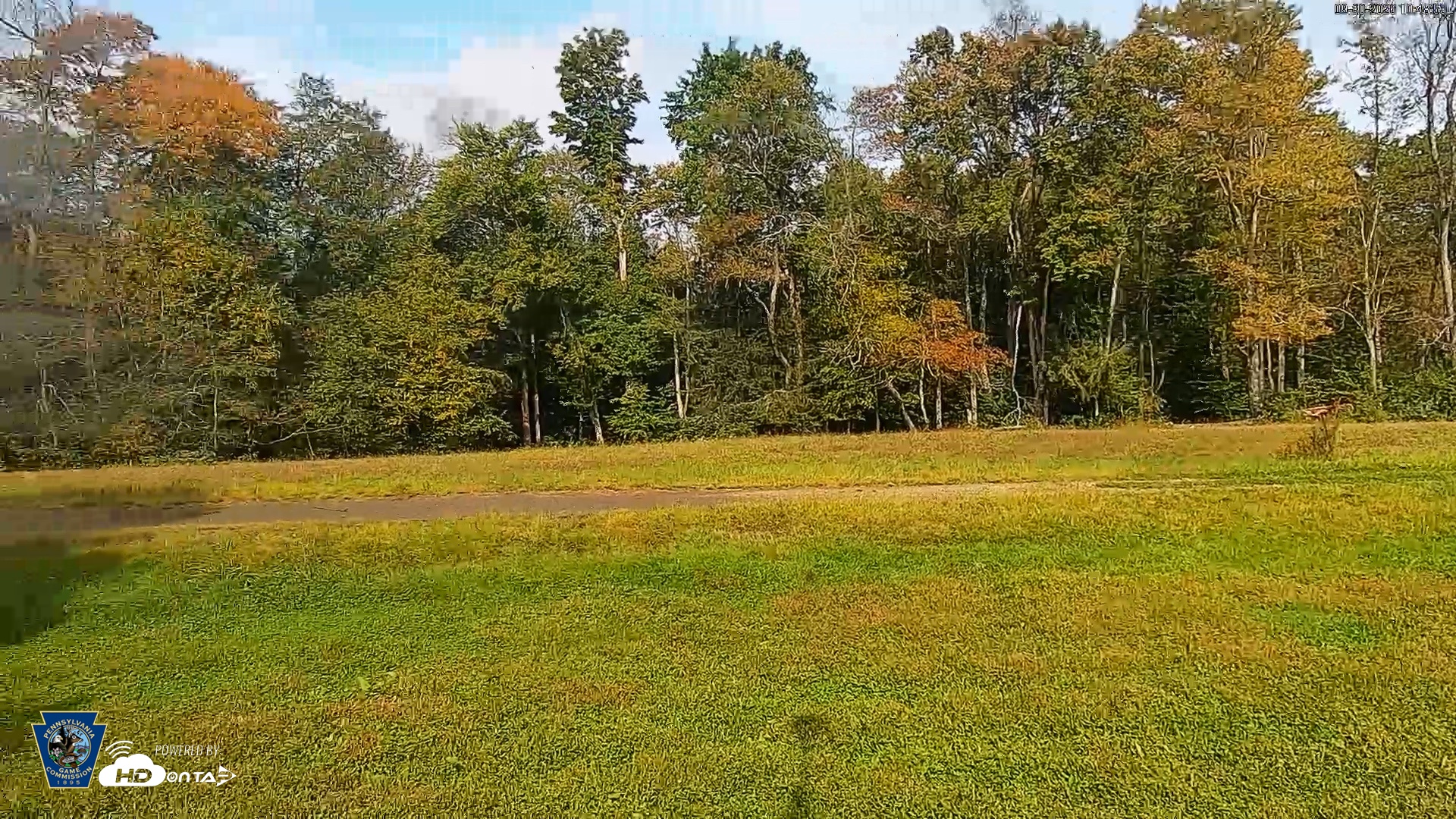 Snapshot of Pennsylvania Elk Live Webcam taken Sep 30, 2026, 10:49am EDT