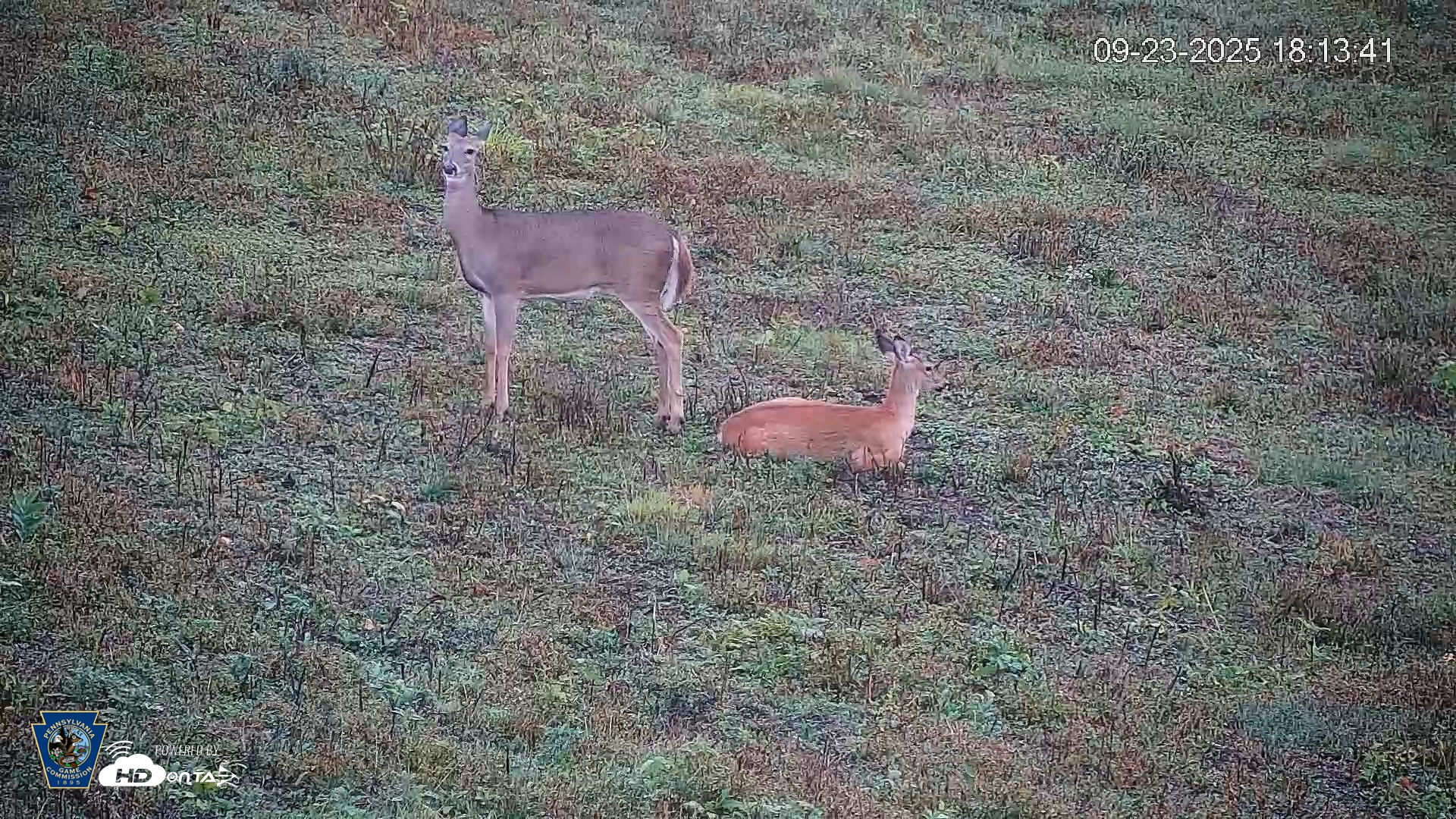 Snapshot of Pennsylvania Elk Live Webcam taken Sep 23, 2025, 6:14pm EDT