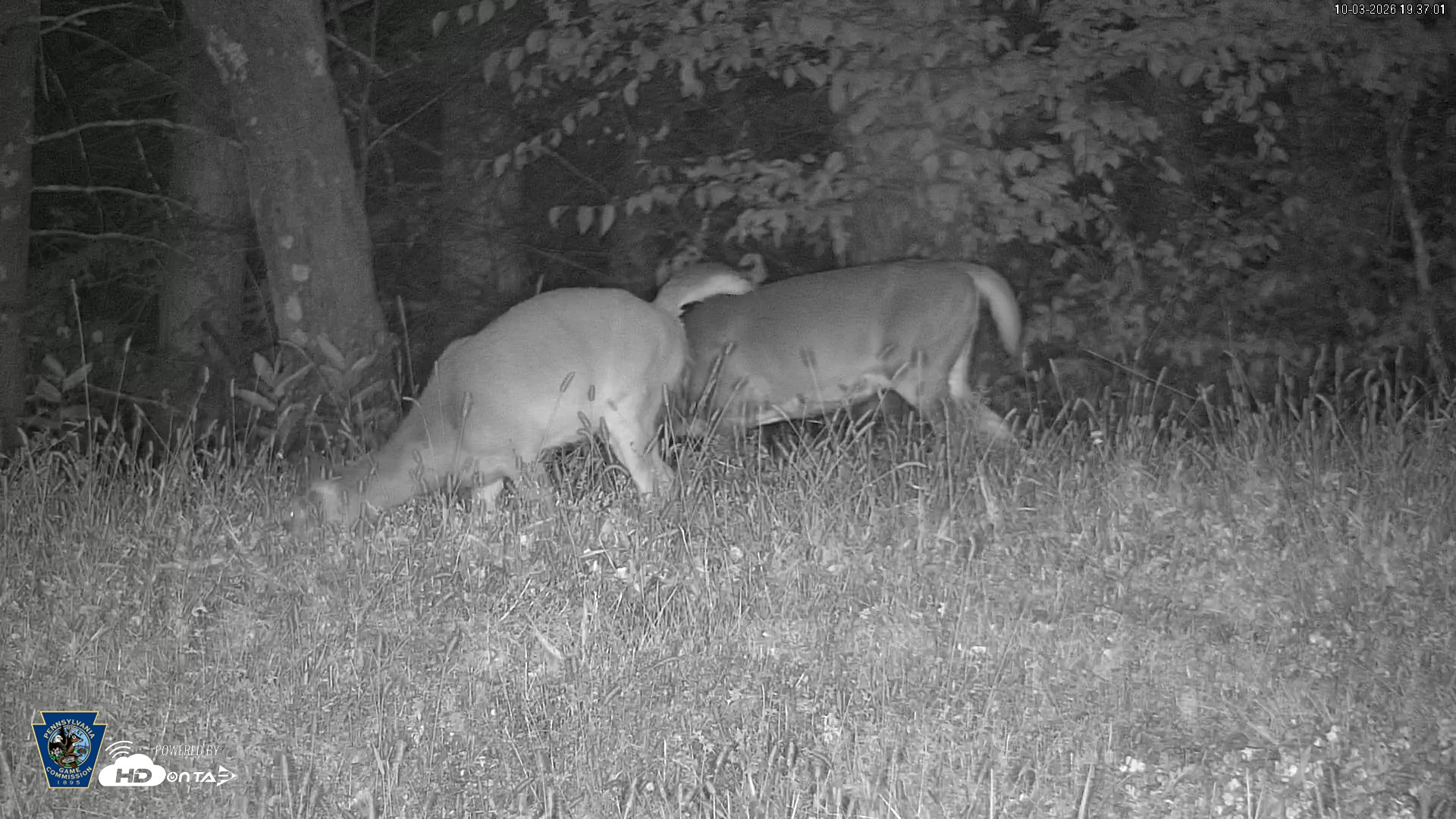 Snapshot of Pennsylvania Elk Live Webcam taken Oct 3, 2026, 7:37pm EDT