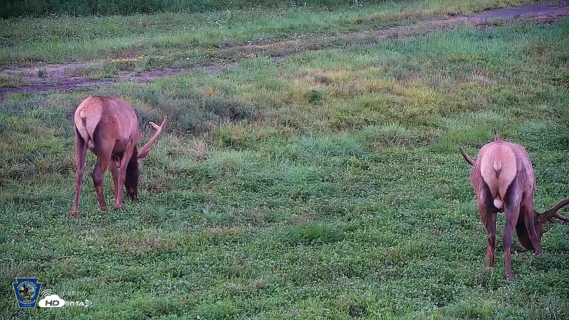 Snapshot of Pennsylvania Elk Live Webcam taken Aug 4, 2026, 8:26pm EDT