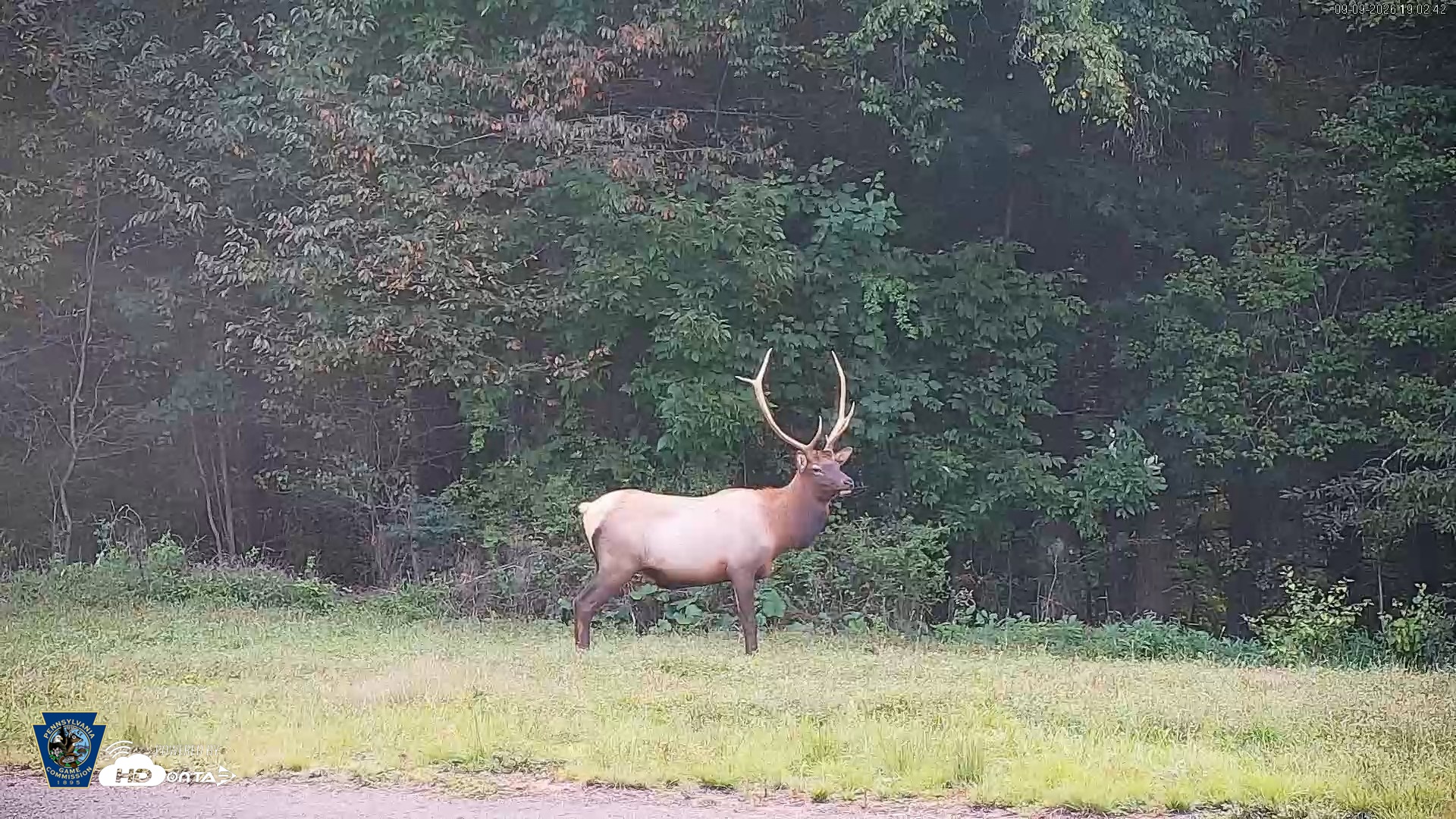 Snapshot of Pennsylvania Elk Live Webcam taken Sep 9, 2026, 7:03pm EDT