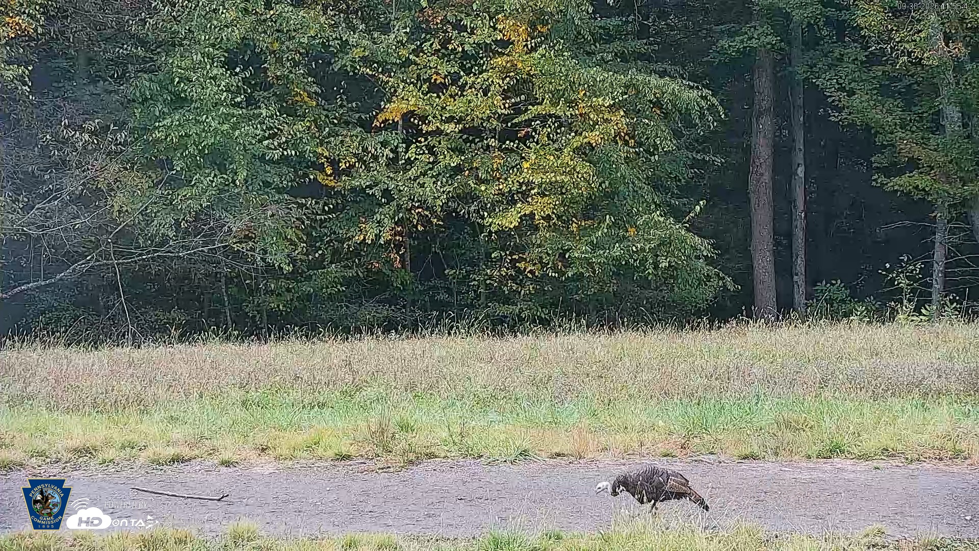Snapshot of Pennsylvania Elk Live Webcam taken Sep 30, 2026, 11:56am EDT