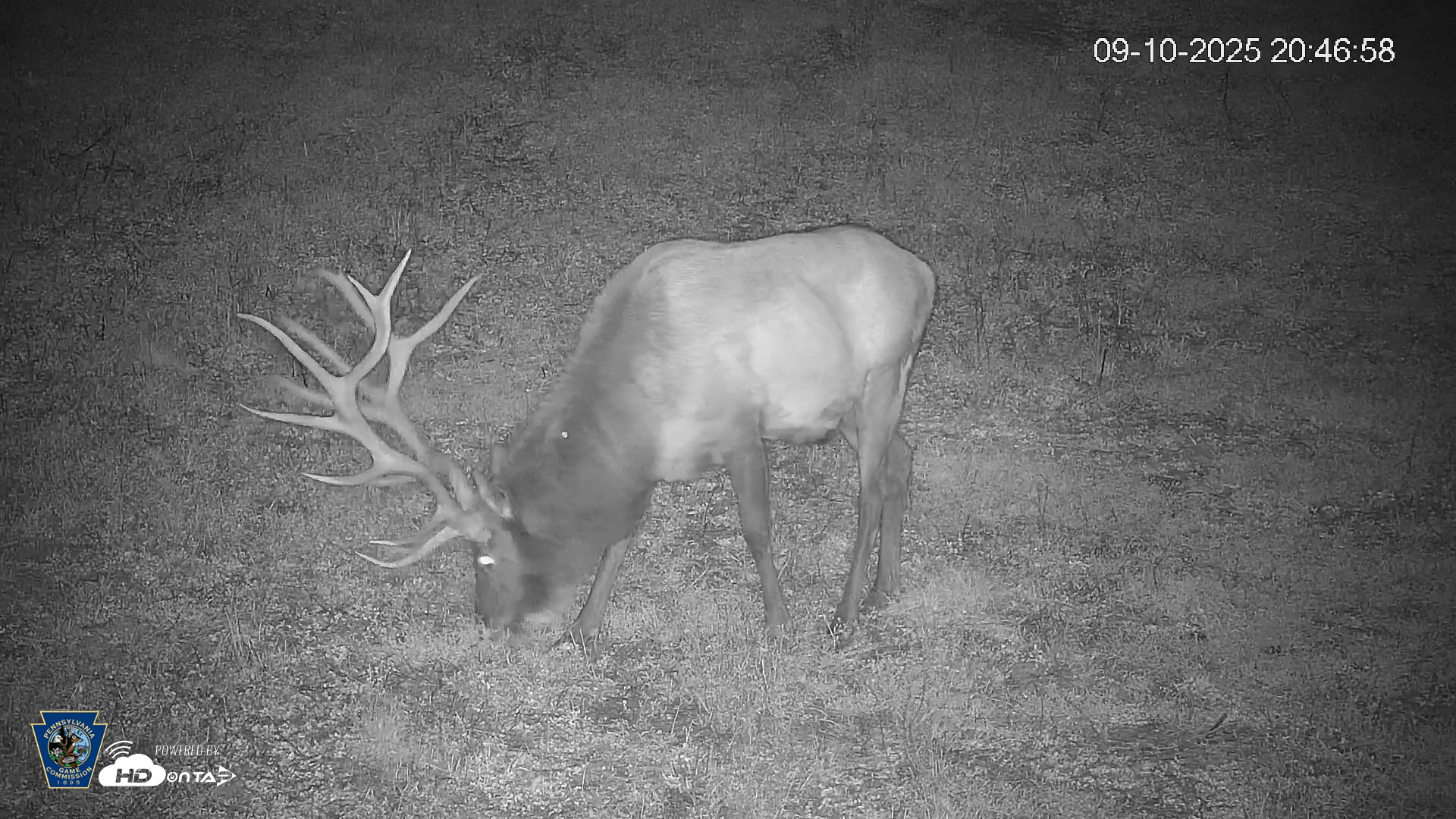 Snapshot of Pennsylvania Elk Live Webcam taken Sep 10, 2025, 8:47pm EDT