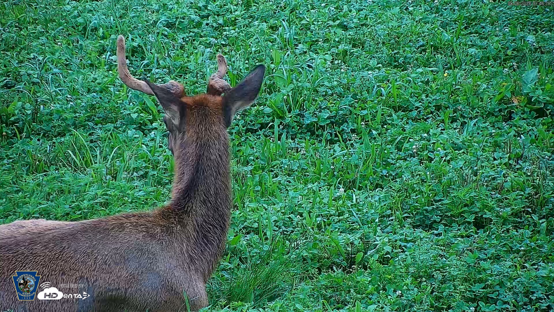 Snapshot of Pennsylvania Elk Live Webcam taken Aug 6, 2026, 7:47am EDT