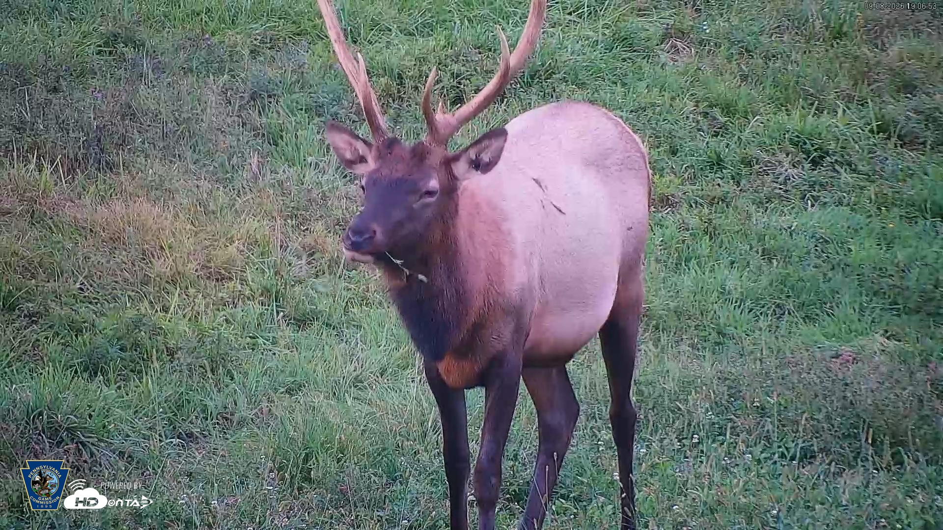 Snapshot of Pennsylvania Elk Live Webcam taken Sep 8, 2026, 7:07pm EDT