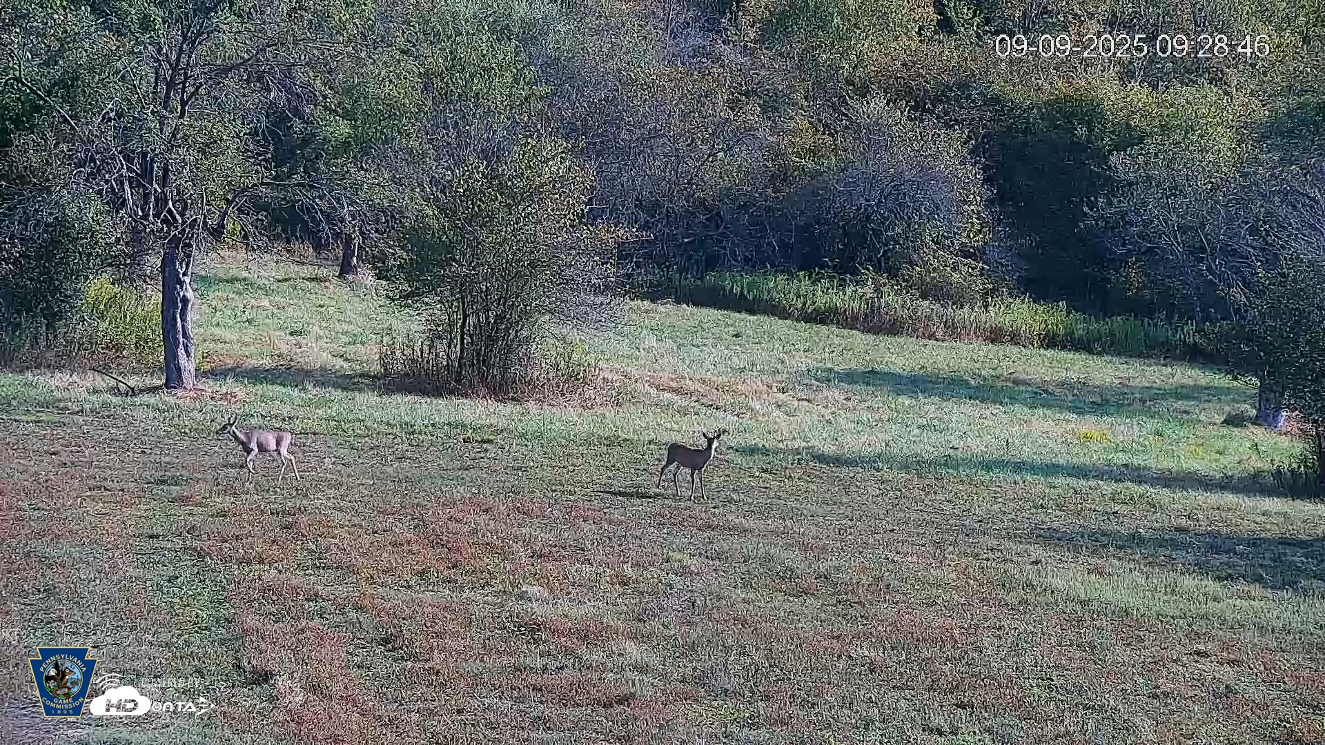 Snapshot of Pennsylvania Elk Live Webcam taken Sep 9, 2025, 9:29am EDT