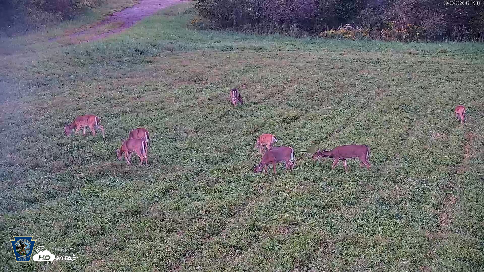 Snapshot of Pennsylvania Elk Live Webcam taken Sep 8, 2026, 7:20pm EDT