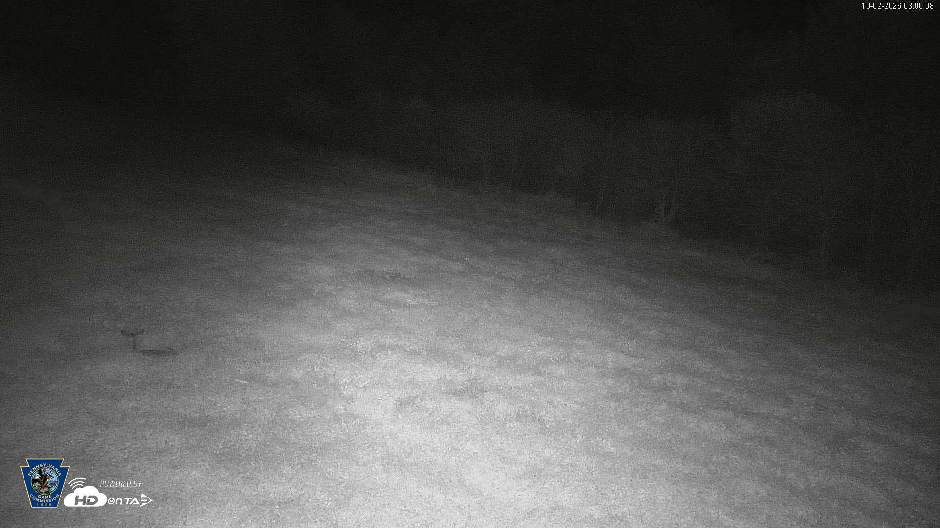 Snapshot of Pennsylvania Elk Live Webcam taken Oct 2, 2026, 3:00am EDT