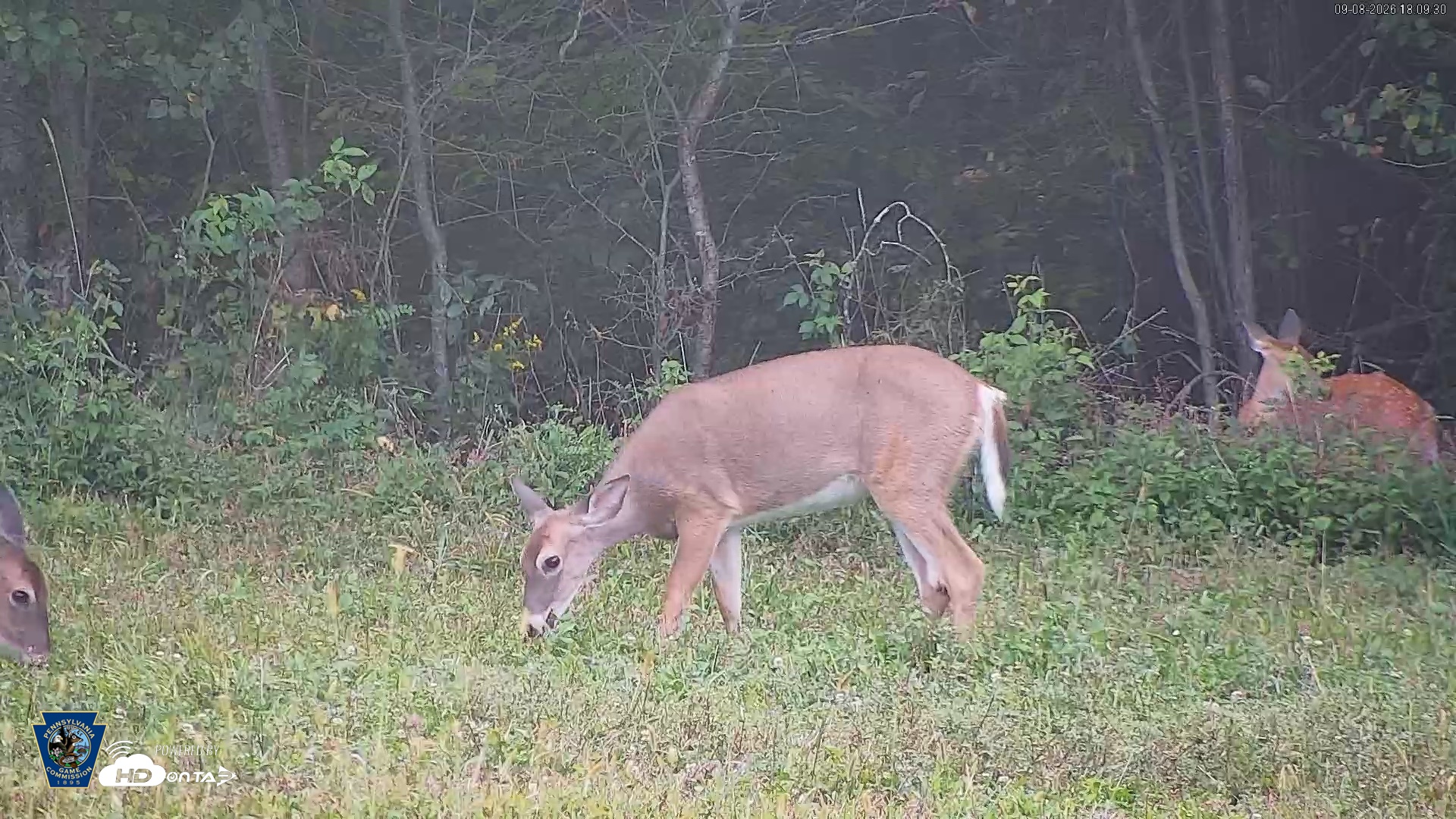 Snapshot of Pennsylvania Elk Live Webcam taken Sep 8, 2026, 6:10pm EDT