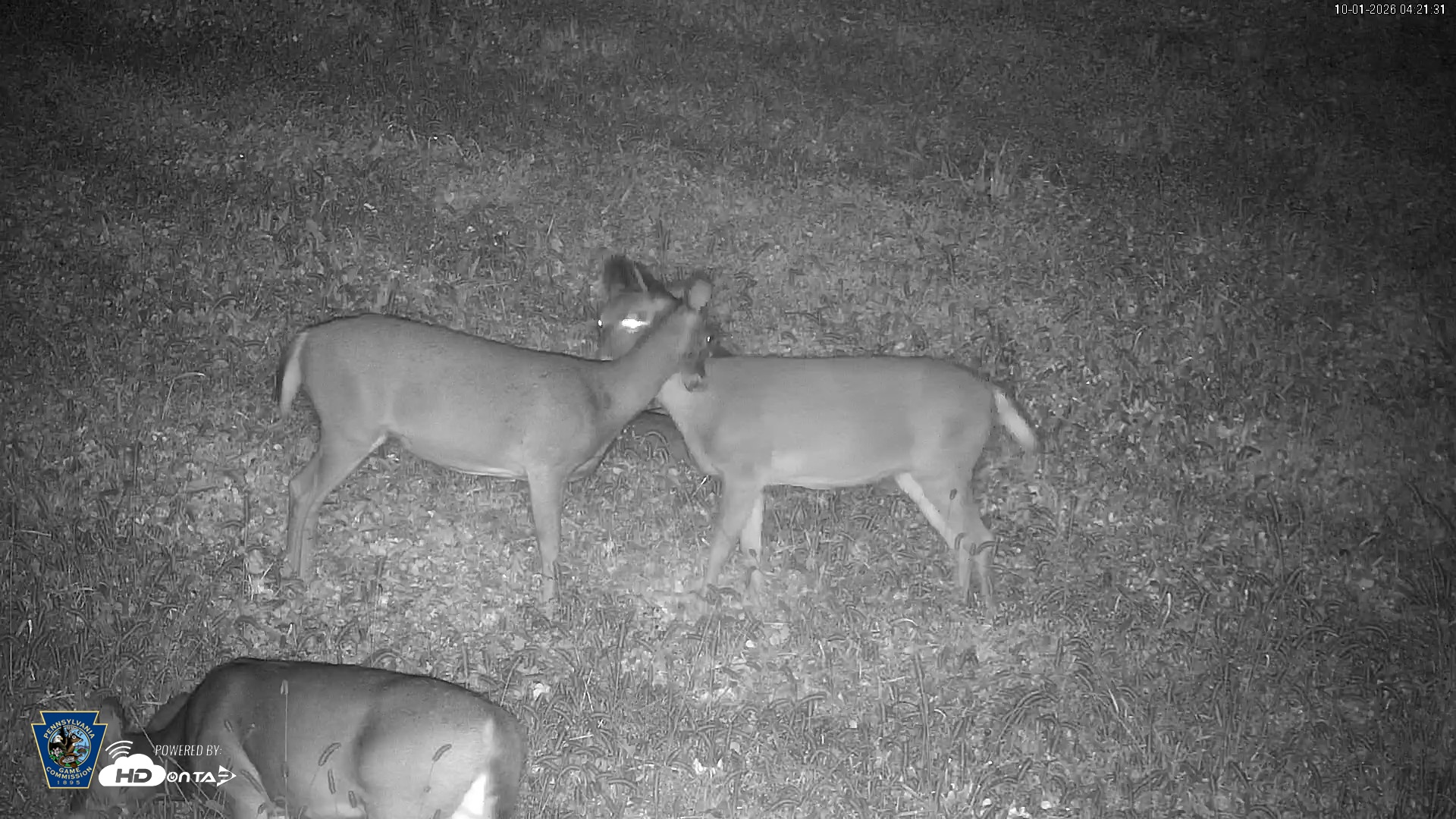 Snapshot of Pennsylvania Elk Live Webcam taken Oct 1, 2026, 4:22am EDT