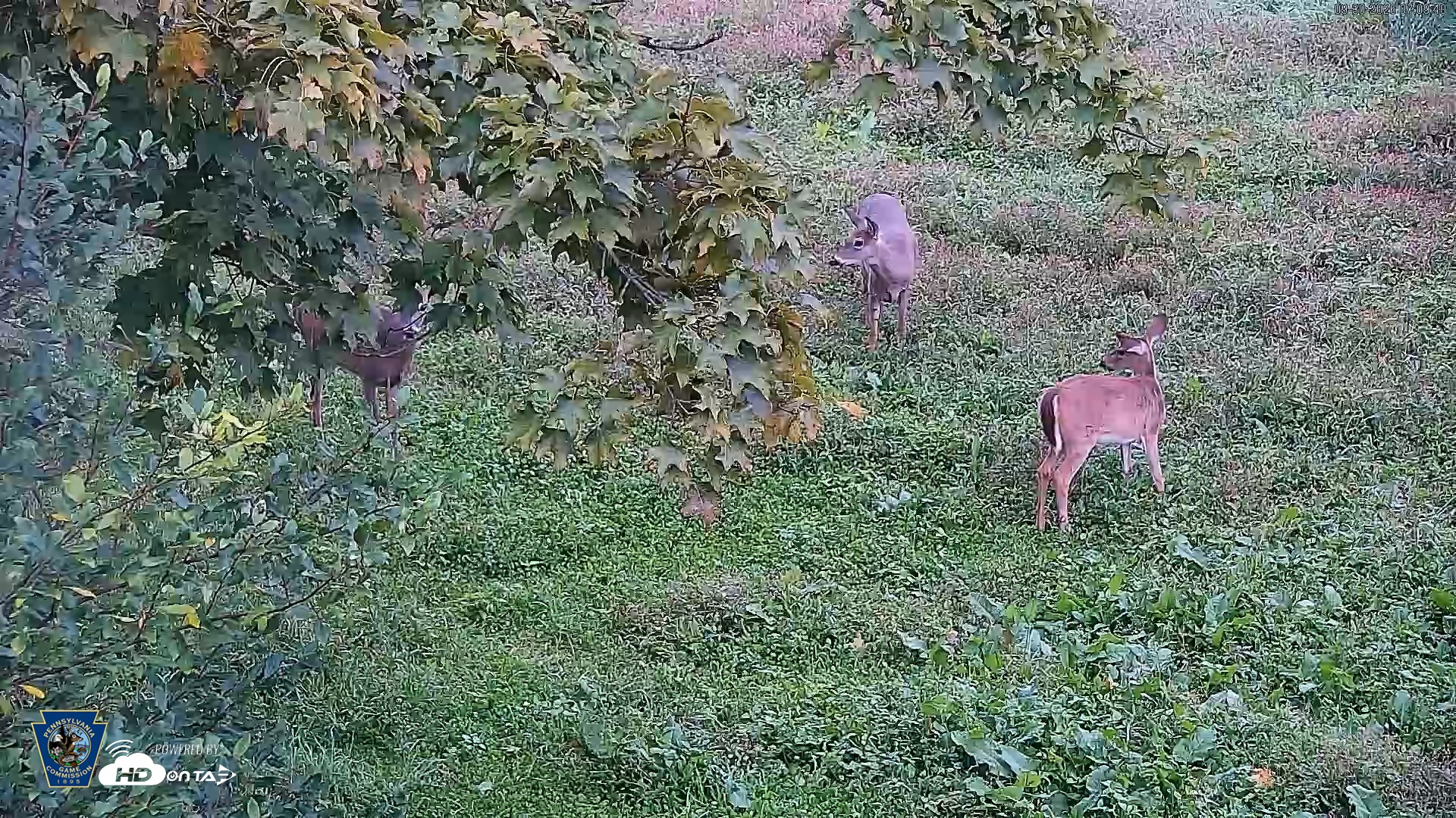 Snapshot of Pennsylvania Elk Live Webcam taken Sep 30, 2026, 7:11am EDT