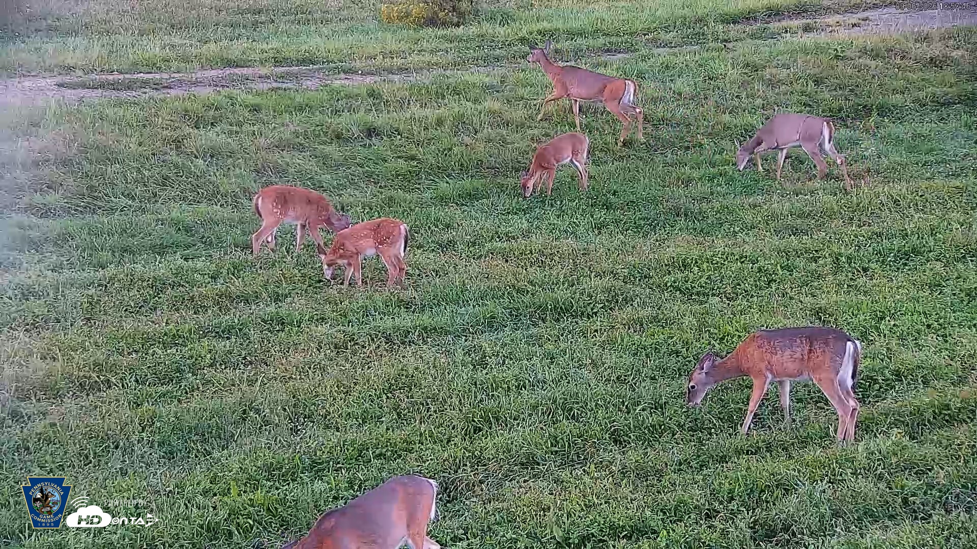 Snapshot of Pennsylvania Elk Live Webcam taken Sep 6, 2026, 6:58pm EDT