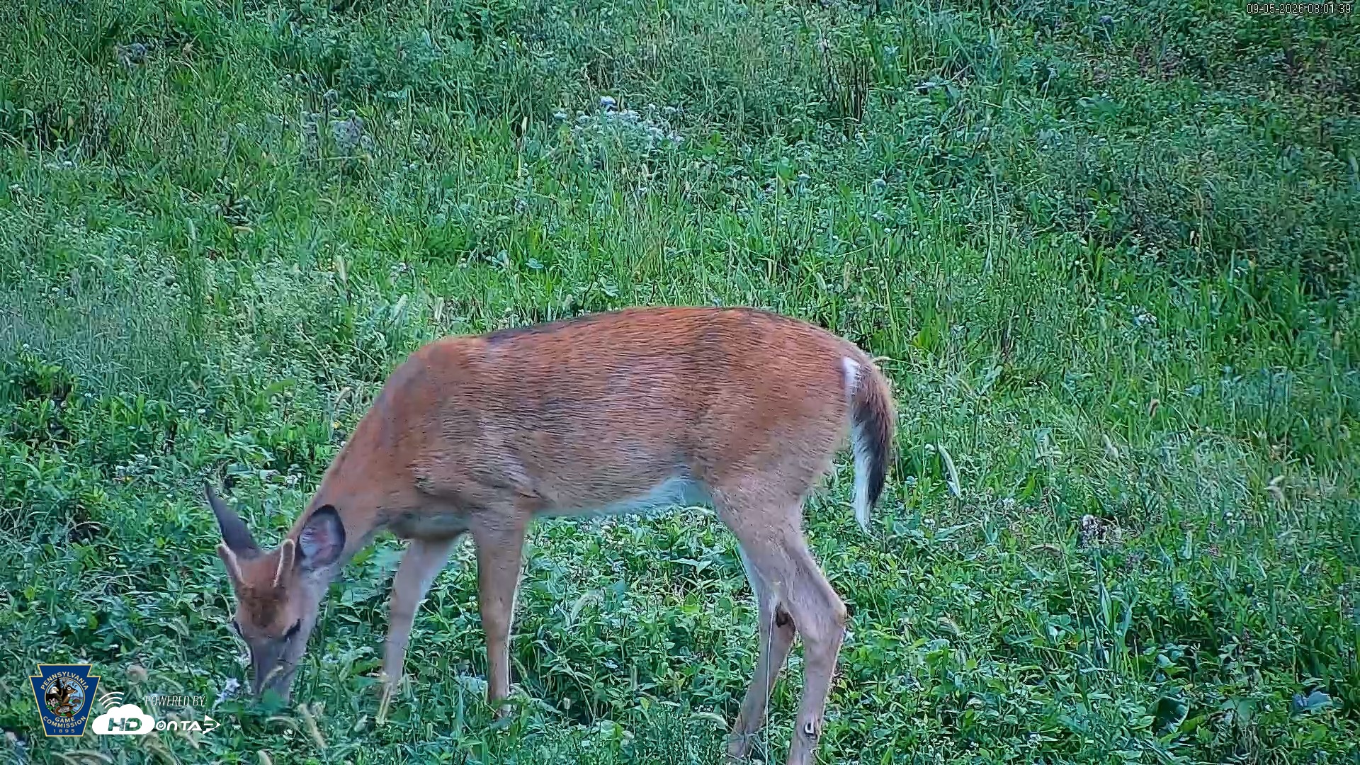 Snapshot of Pennsylvania Elk Live Webcam taken Sep 5, 2026, 8:02am EDT