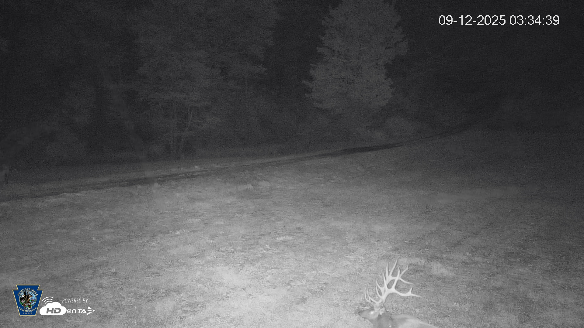 Snapshot of Pennsylvania Elk Live Webcam taken Sep 12, 2025, 3:35am EDT