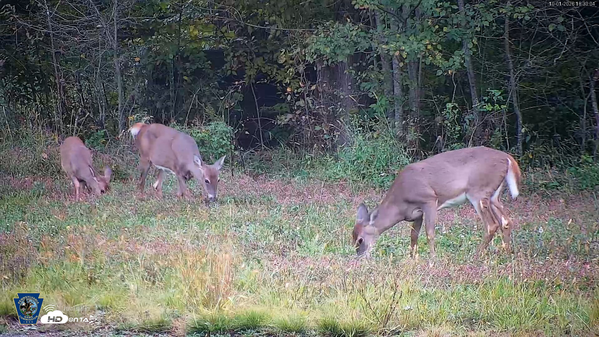 Snapshot of Pennsylvania Elk Live Webcam taken Oct 1, 2026, 6:31pm EDT