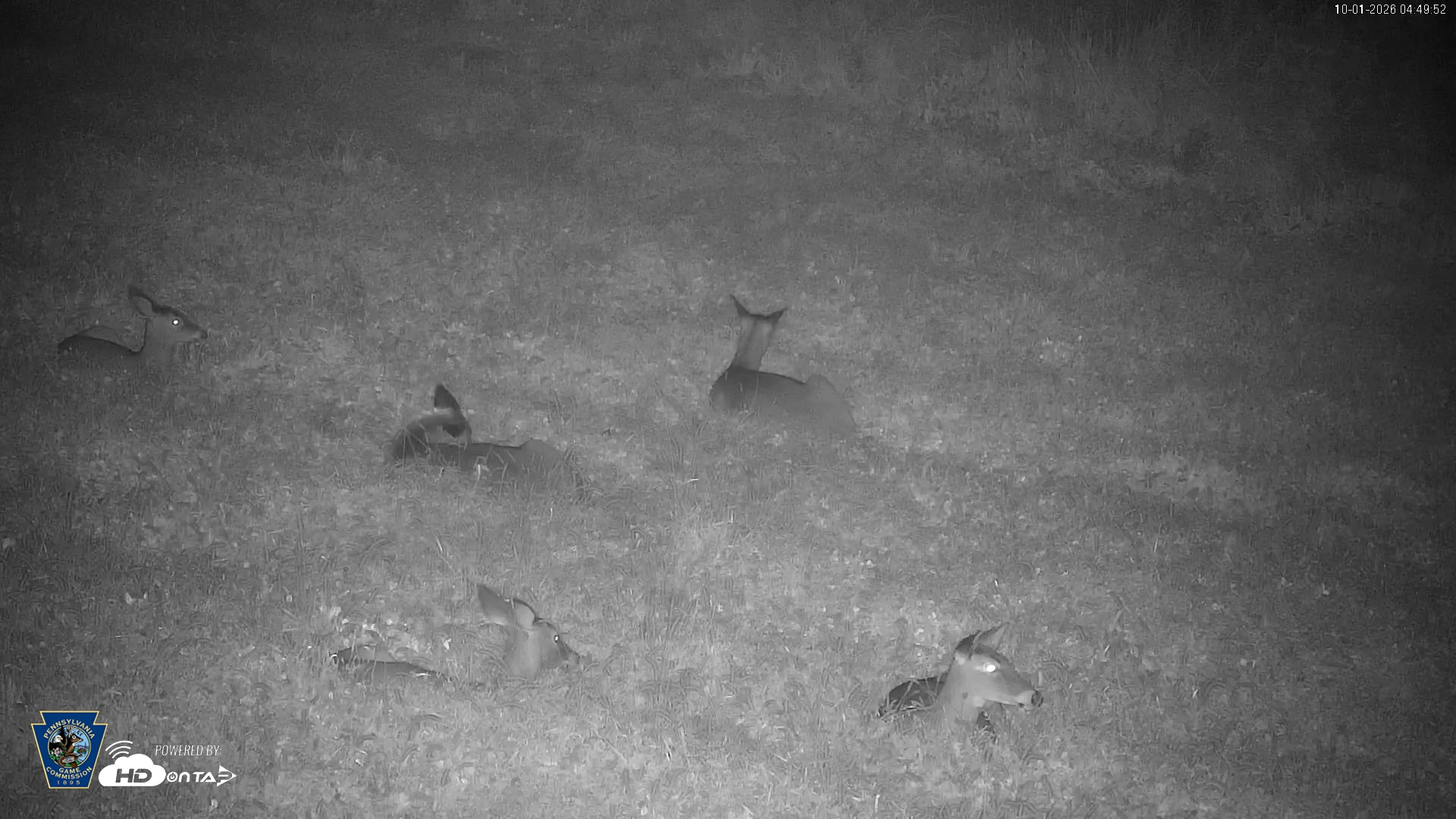 Snapshot of Pennsylvania Elk Live Webcam taken Oct 1, 2026, 4:51am EDT