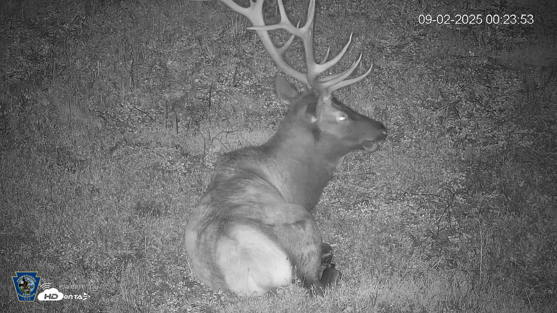 Snapshot of Pennsylvania Elk Live Webcam taken Sep 2, 2025, 12:24am EDT